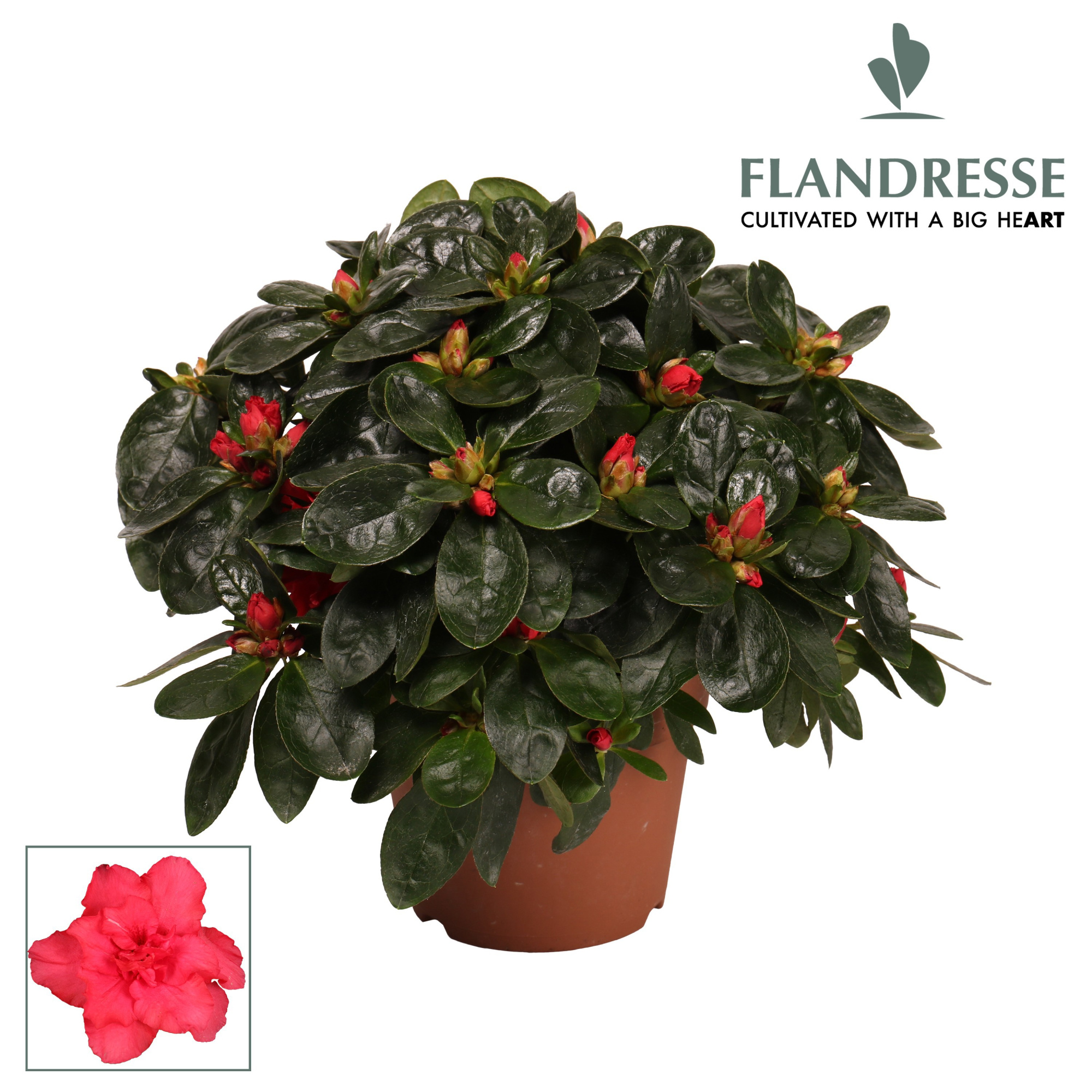 Azalea Flandresse® 'rood' 22 - 25 cm, D 12