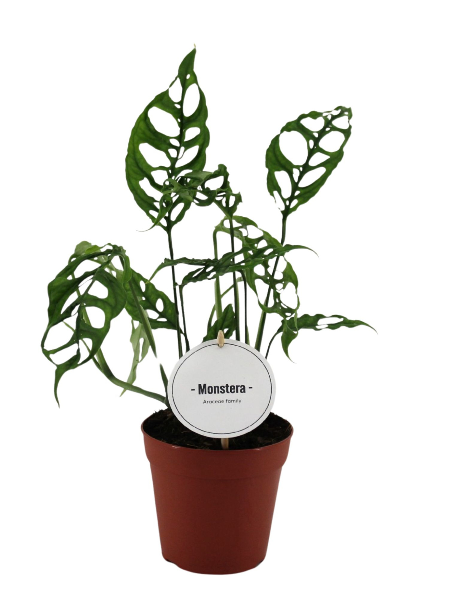 Monstera Obliqua Peru, D 12