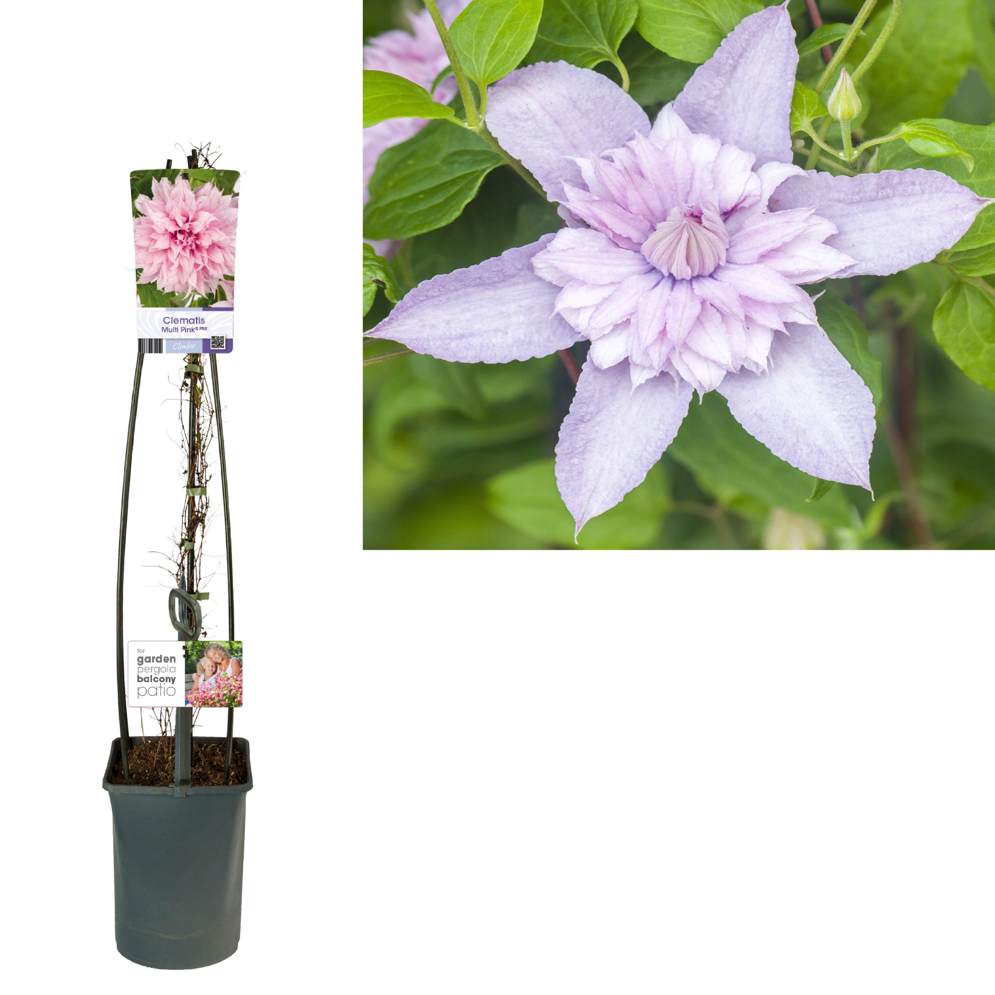 Clematis Multi Pink® PBR +light label, D 23