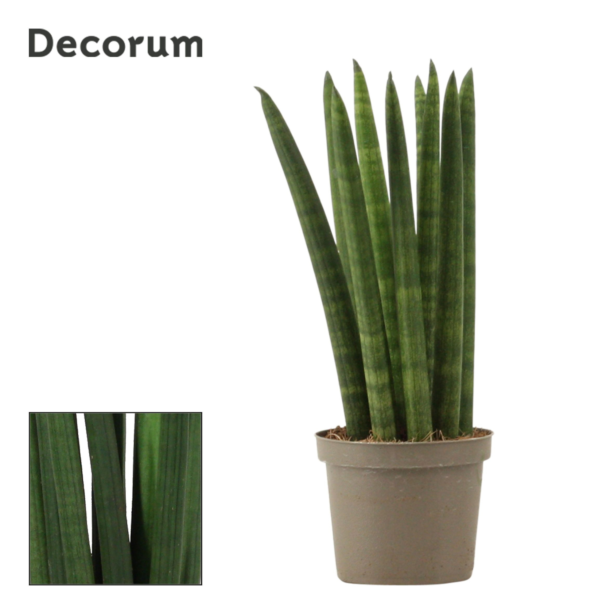Sansevieria Cylindrica 9 cm Straight (Decorum), D 9