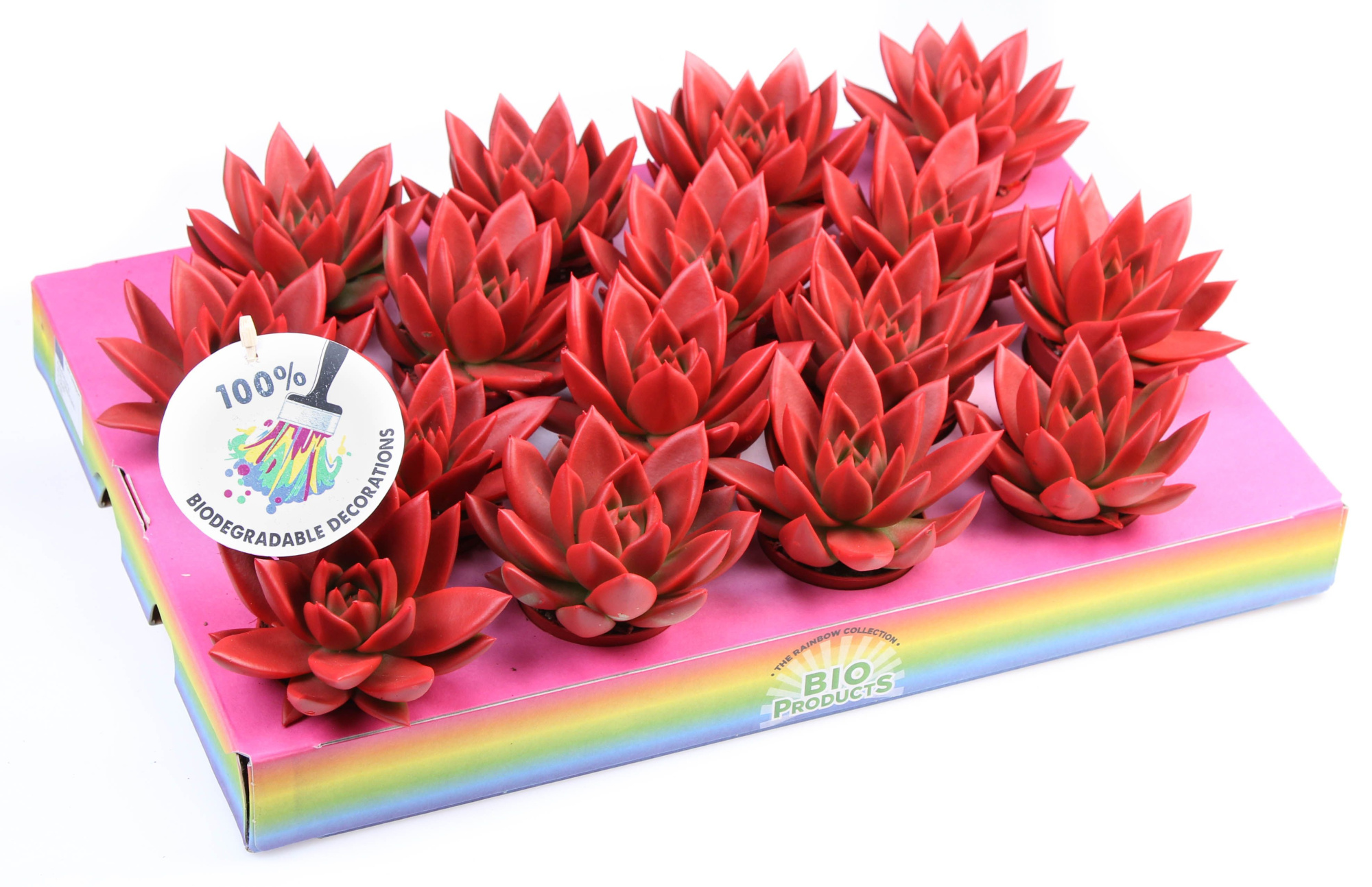 Bio miranda rainbow red, D 6