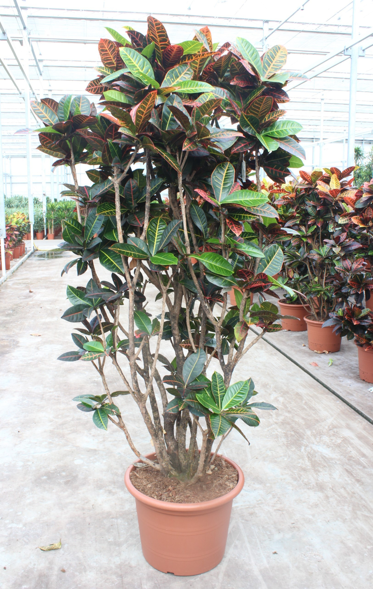 Codiaeum Petra (Croton Petra), D 45