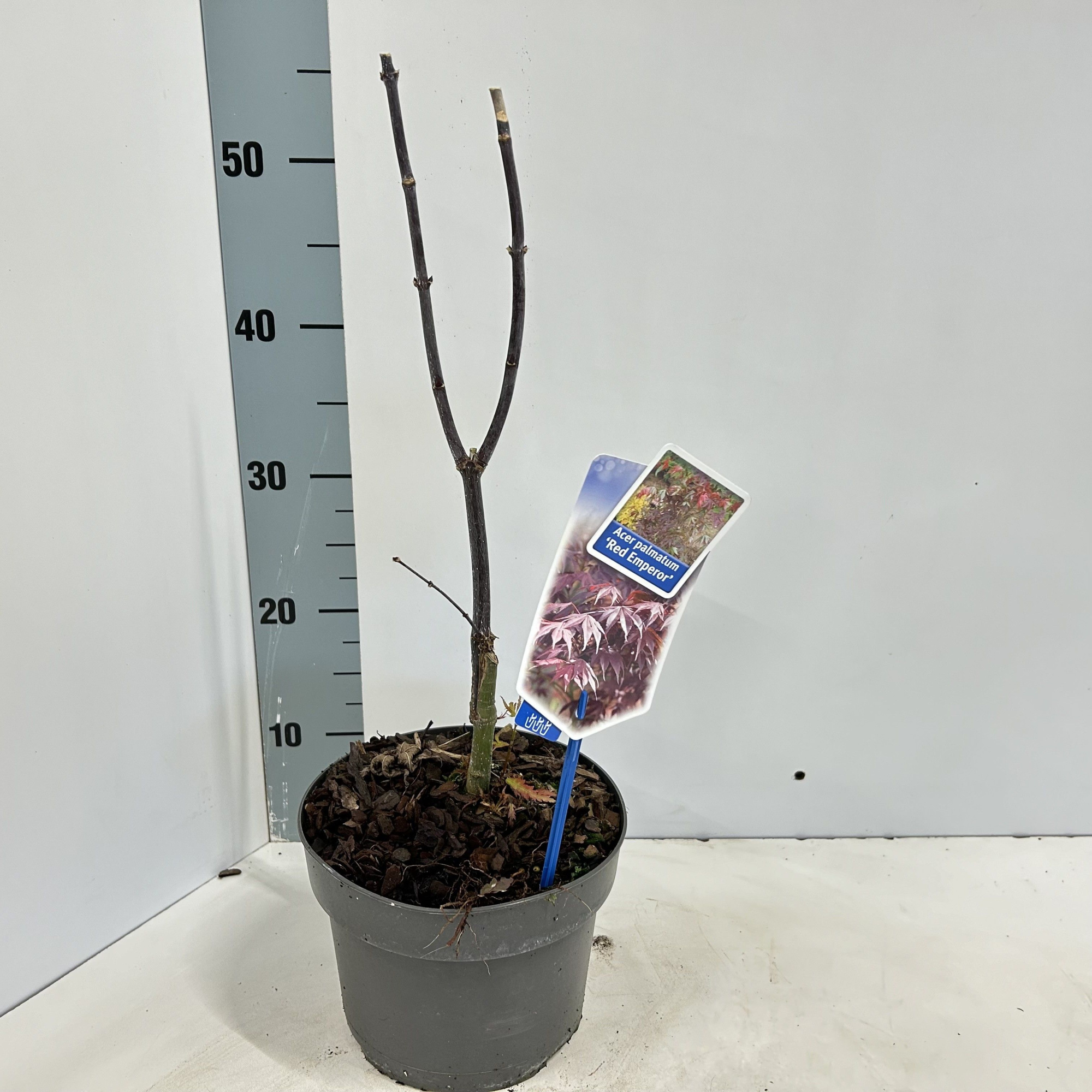 Acer pal. 'Red Emperor', D 19