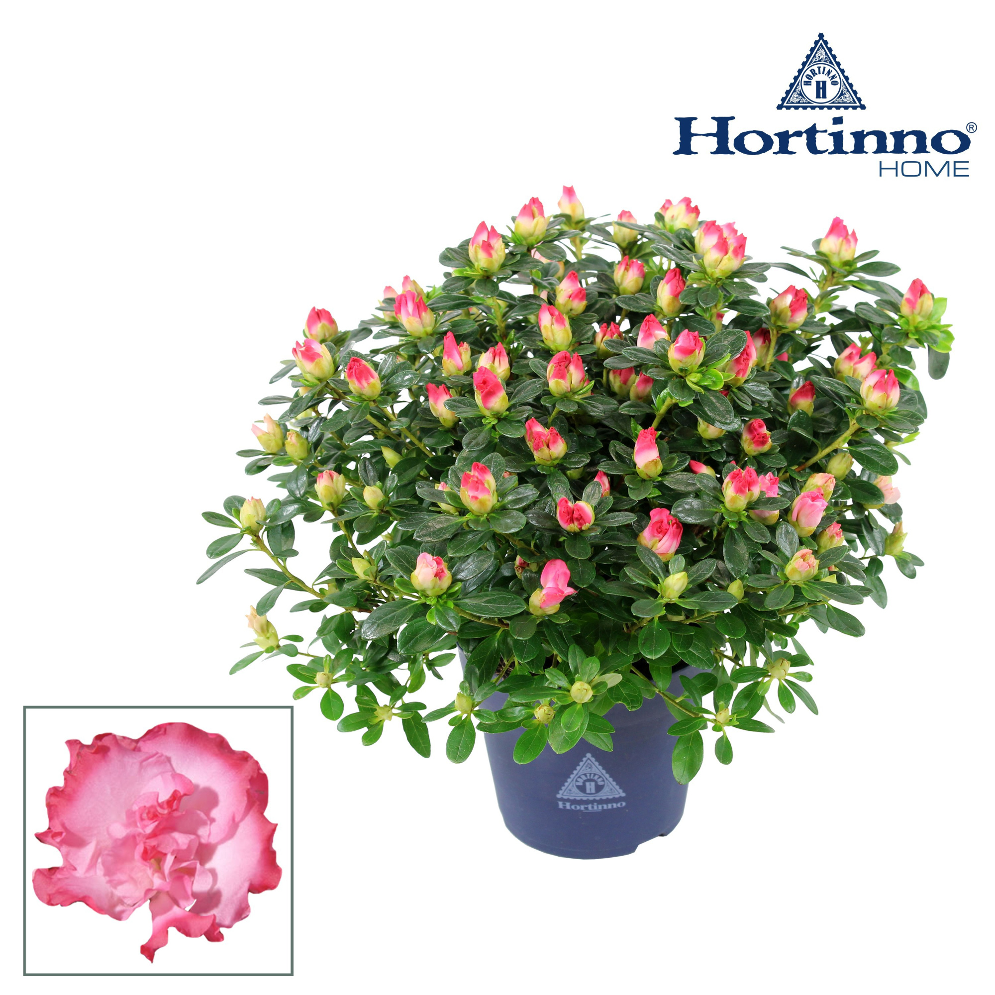 Hortinno® Home 'Primavera' 25 - 27 cm, D 13