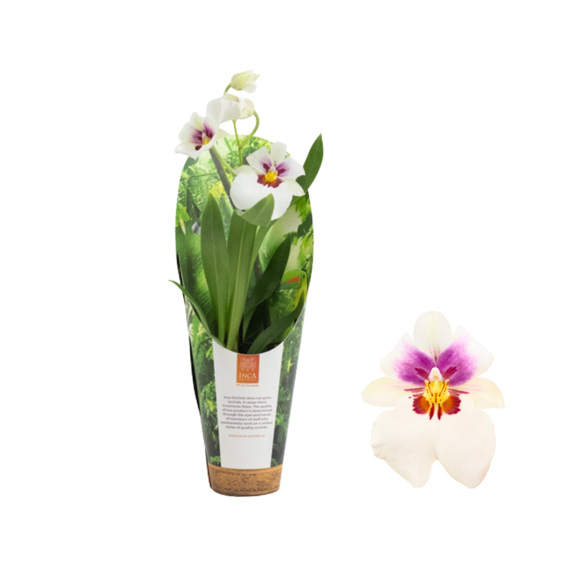 Inca Miltoniopsis White 1 spike 9cm in luxury jungle cover, D 9