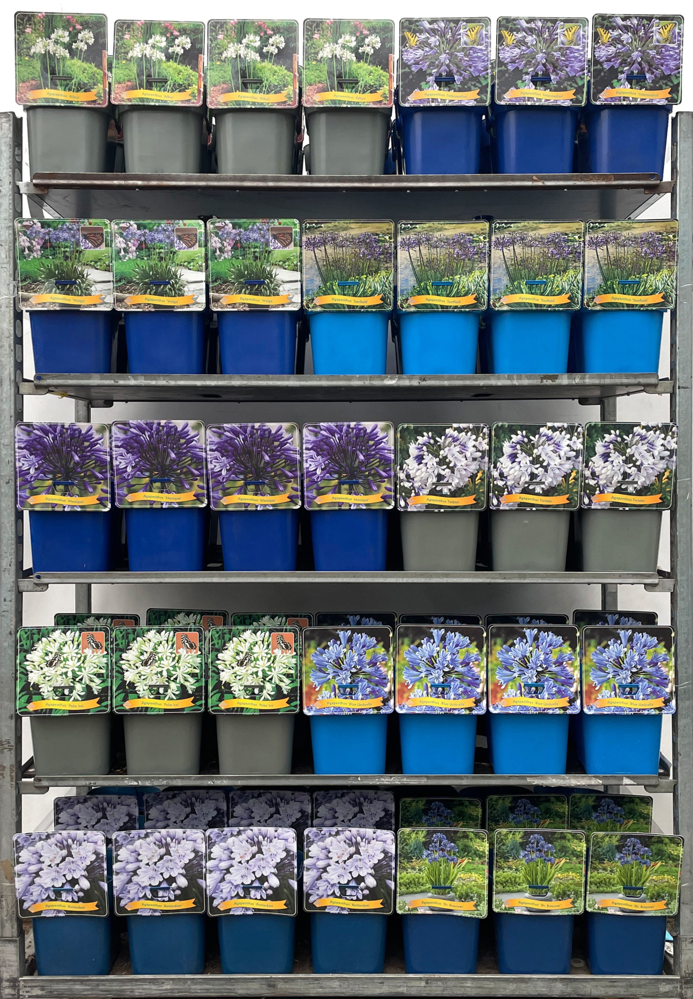 Agapanthus Mix CC C5, D 21