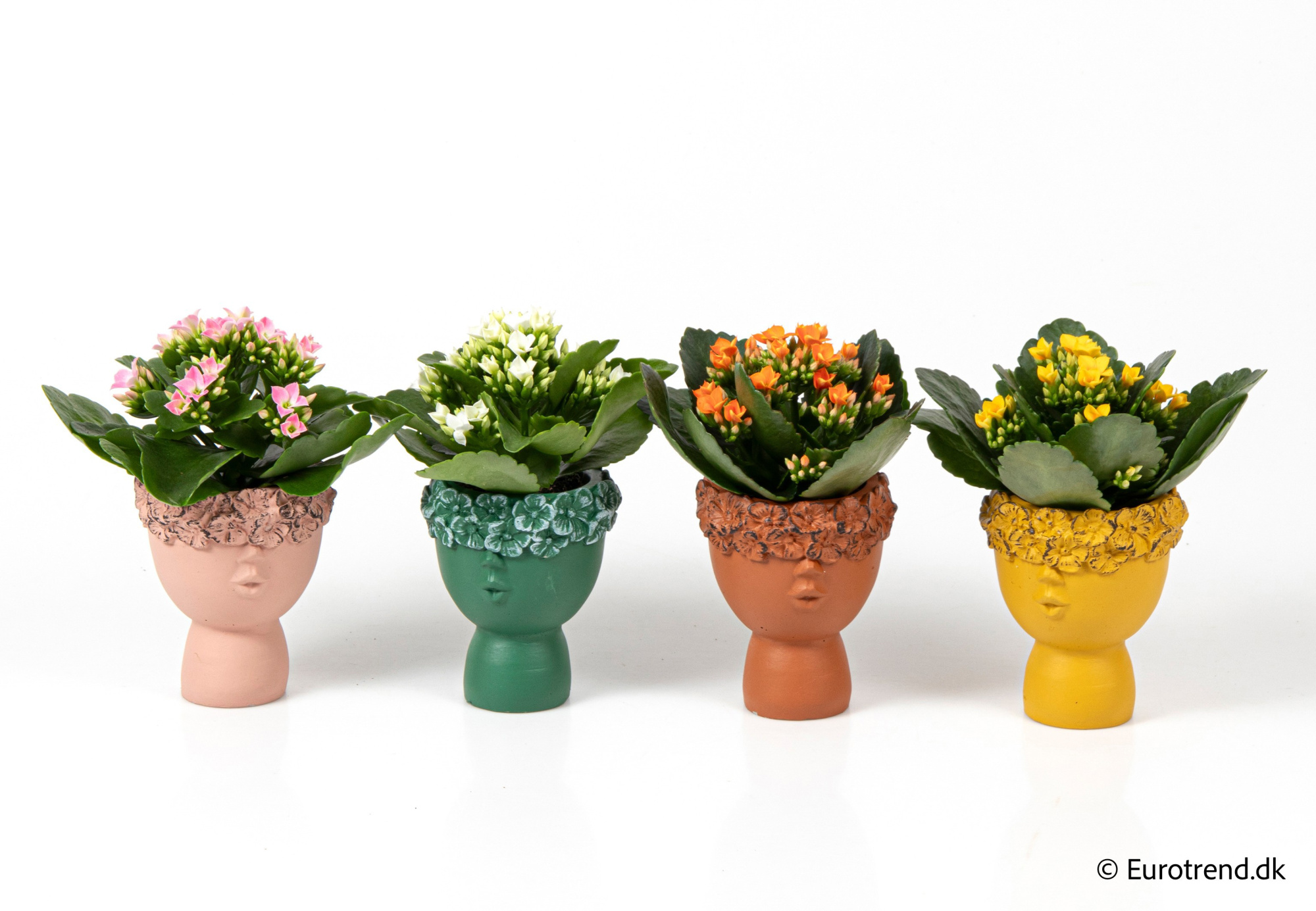 Kalanchoe in New Look ceramic 2026, D 6