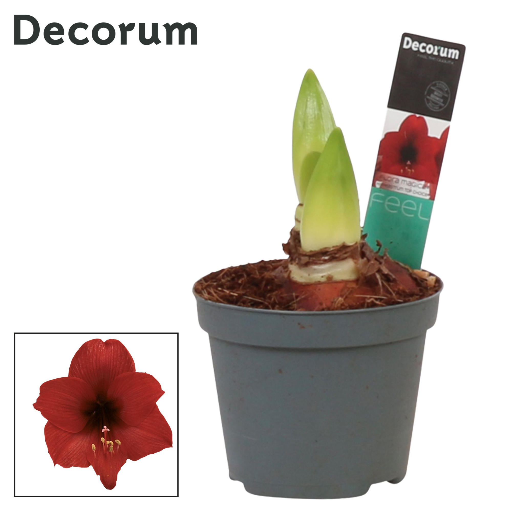 Amaryllis Kolibri Top Choice 2 Knop (Decorum), D 9