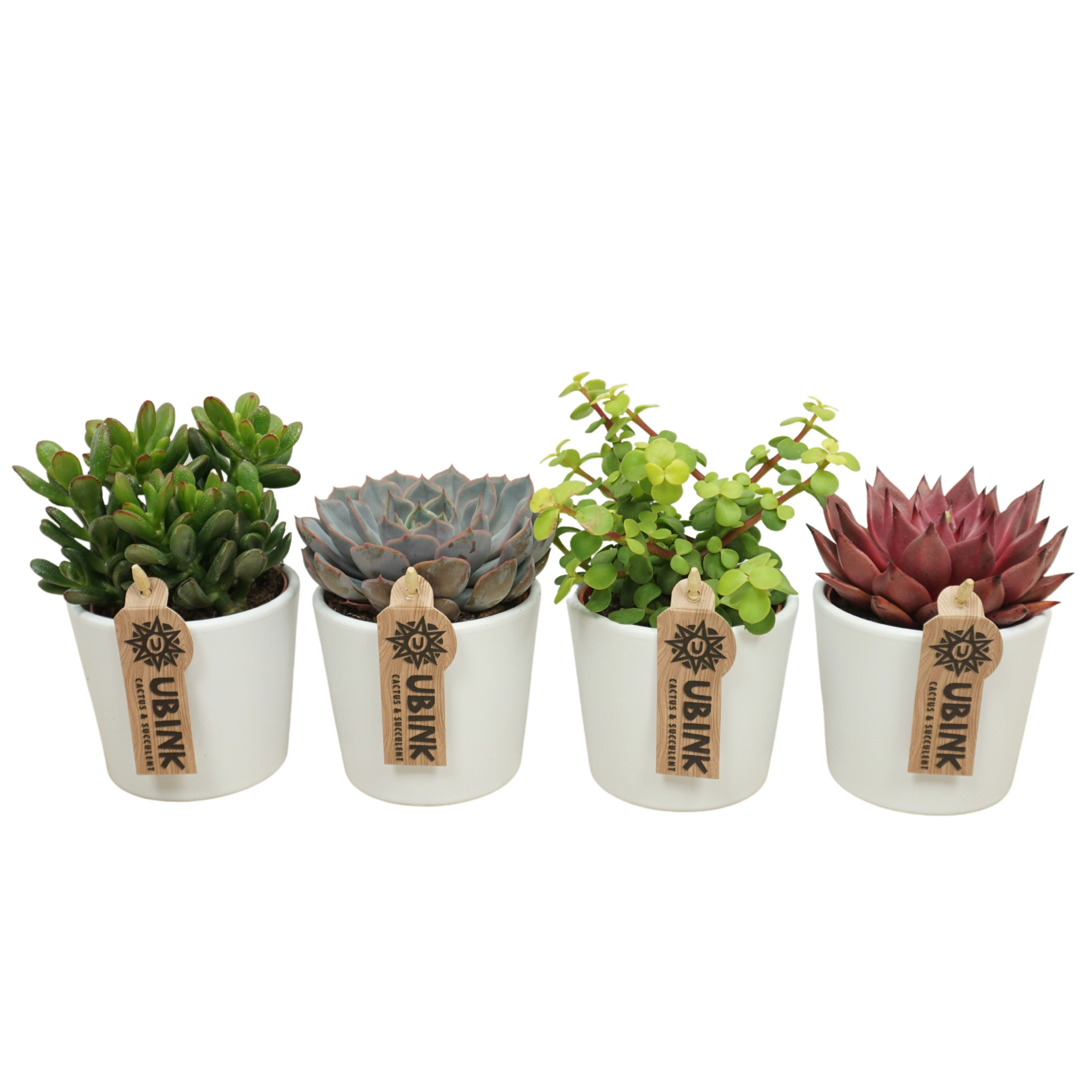 Succulenten mix in 9 cm 'Wit Potje', D 8,5