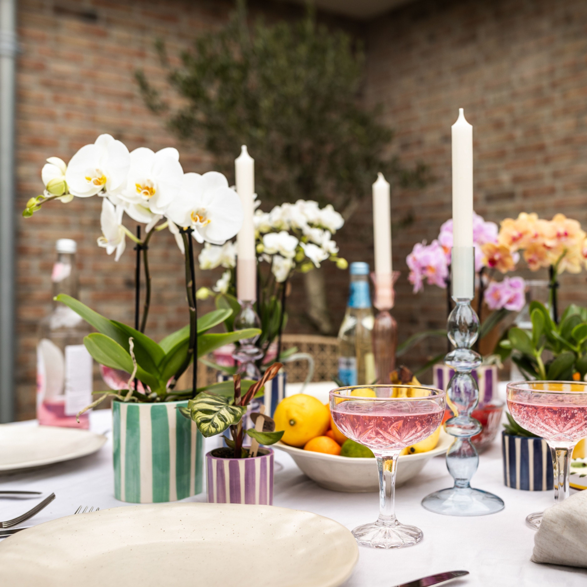 Kolibri Orchids Phalaenopsis mix 2 spike in Painted Stripe mix, D 9