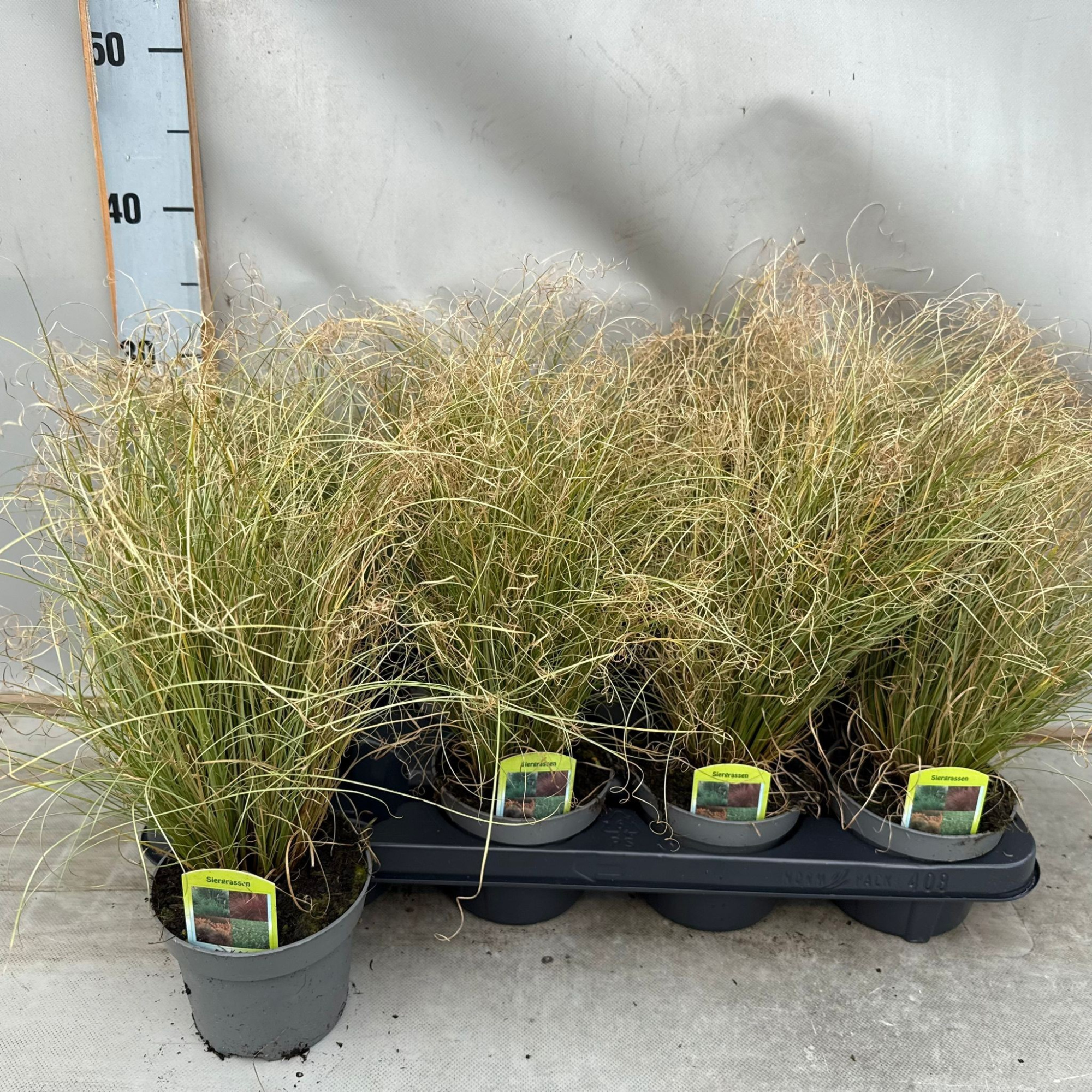 Siergrassen Carex comans Frosted Curls, D 15