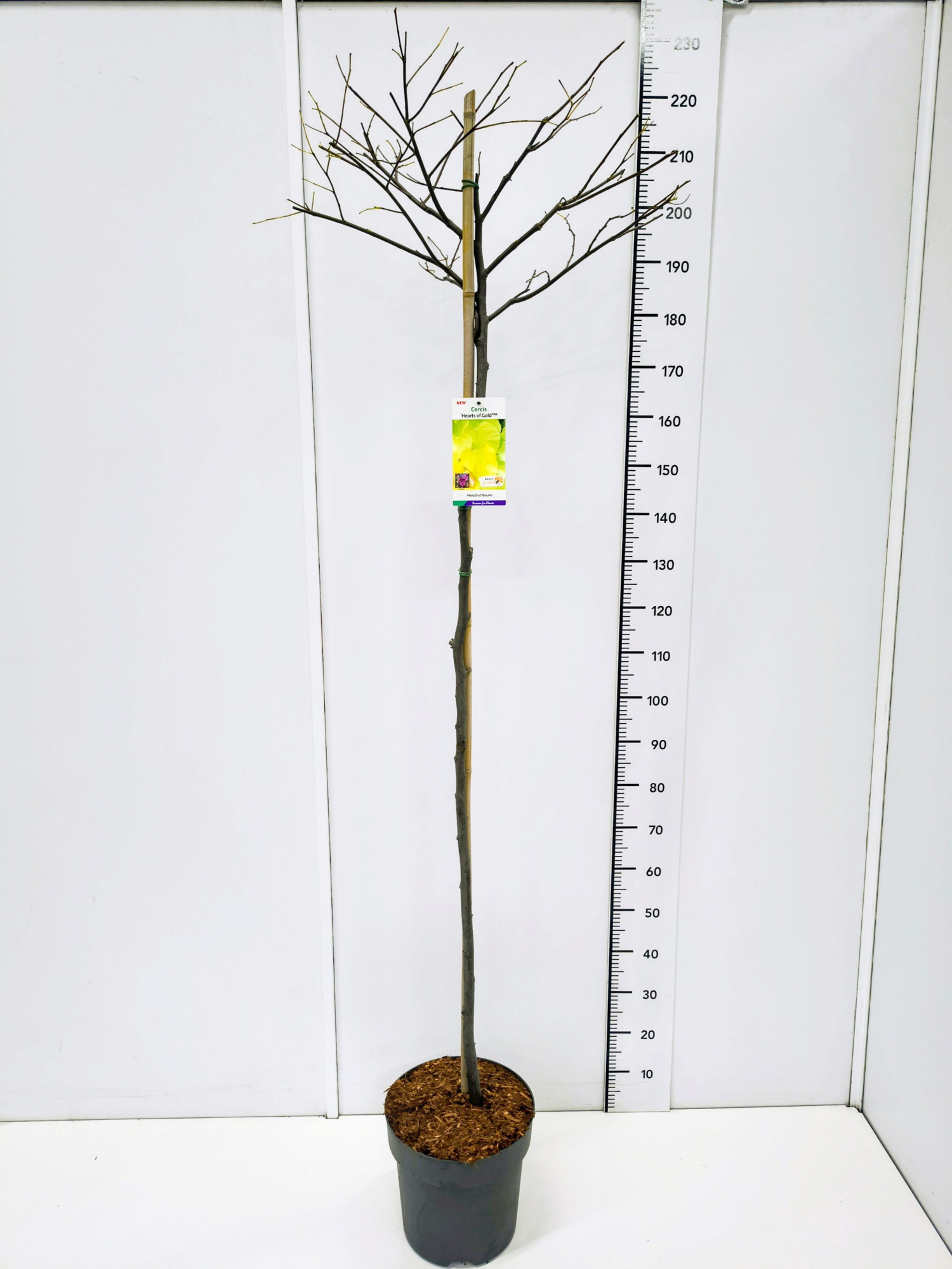 Cercis can. 'Hearts of Gold' 120CMSTC12, D 30