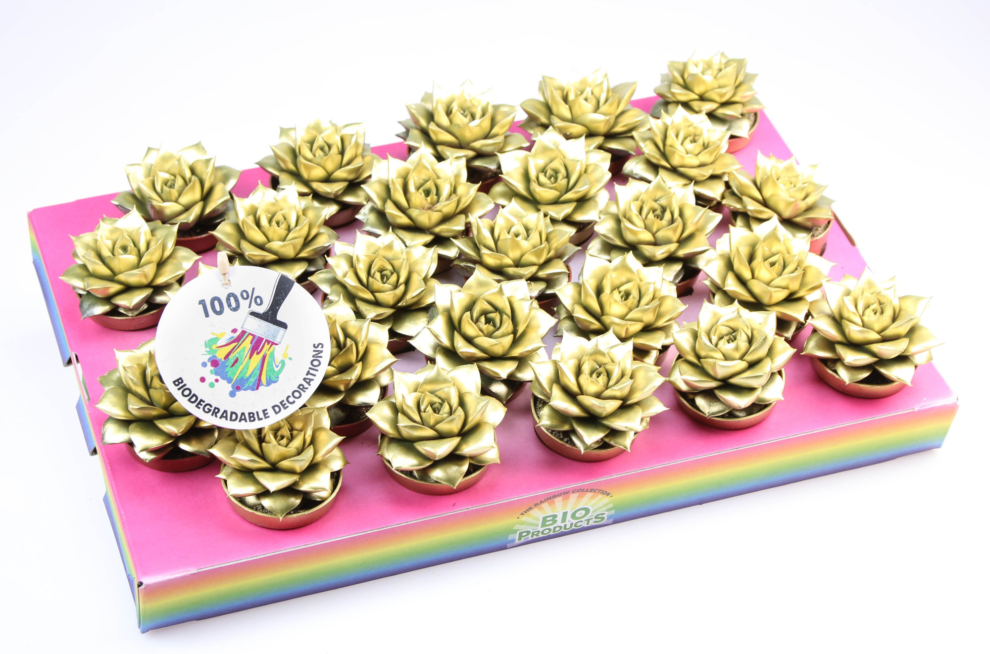 Bio purper rainbow gold, D 5,5