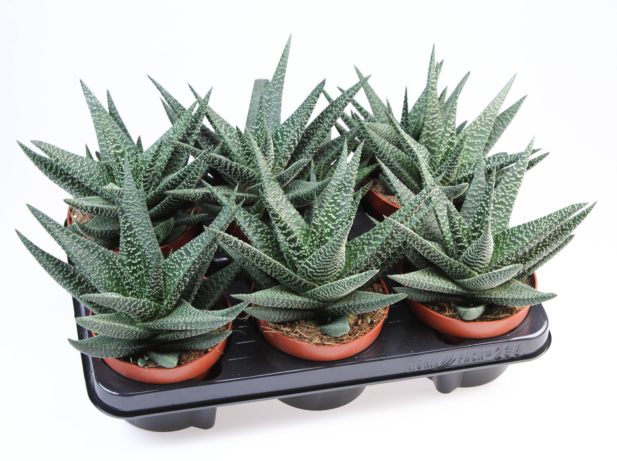 Haworthia Royal highness, D 12