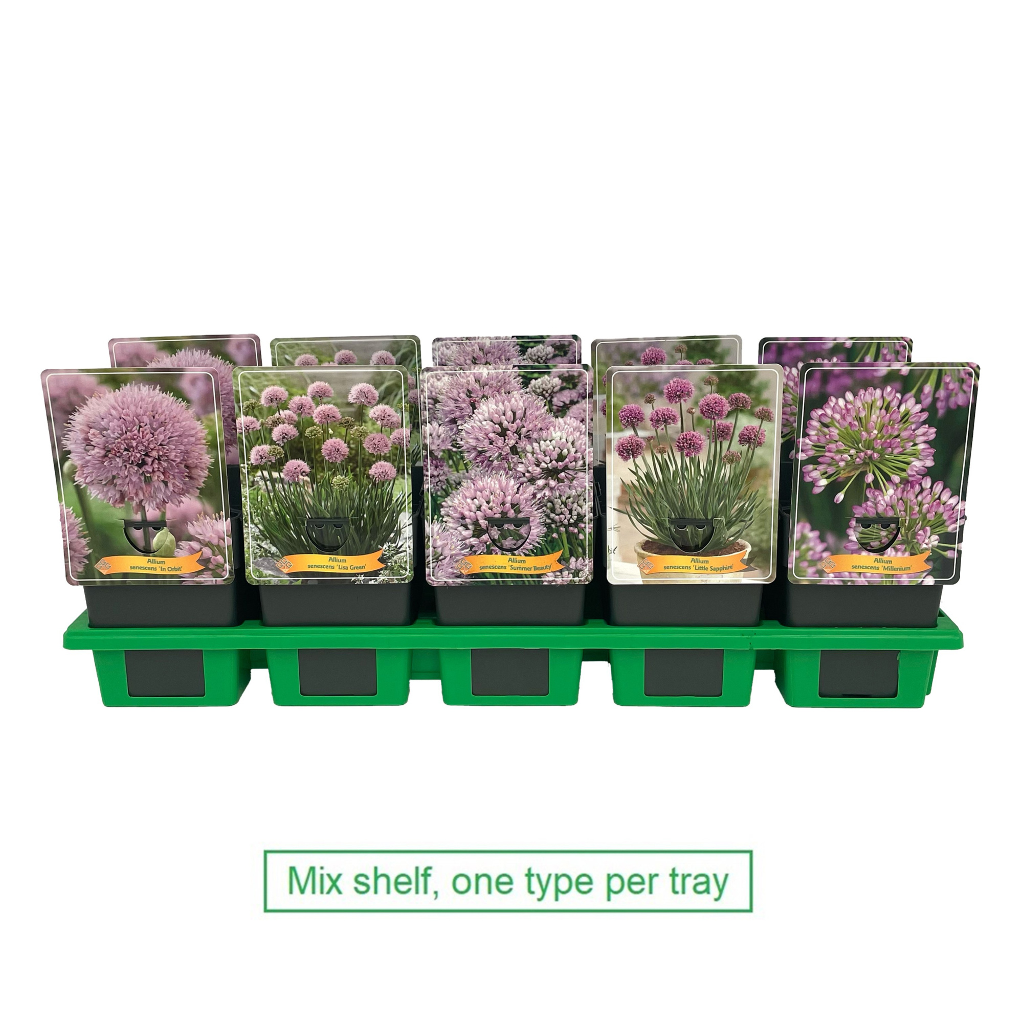 Allium mix laag P11, D 11