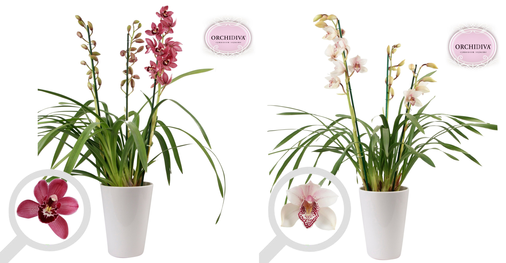 Cymbidium 3tak mix keramiek wit, D 17