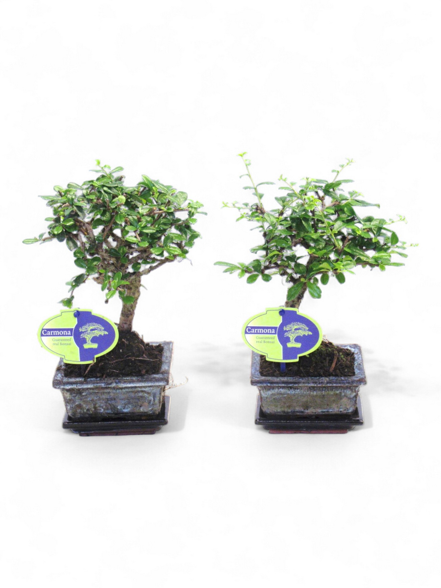 Carmona macrophylla, 12cm., broom, with drip tray, D 12