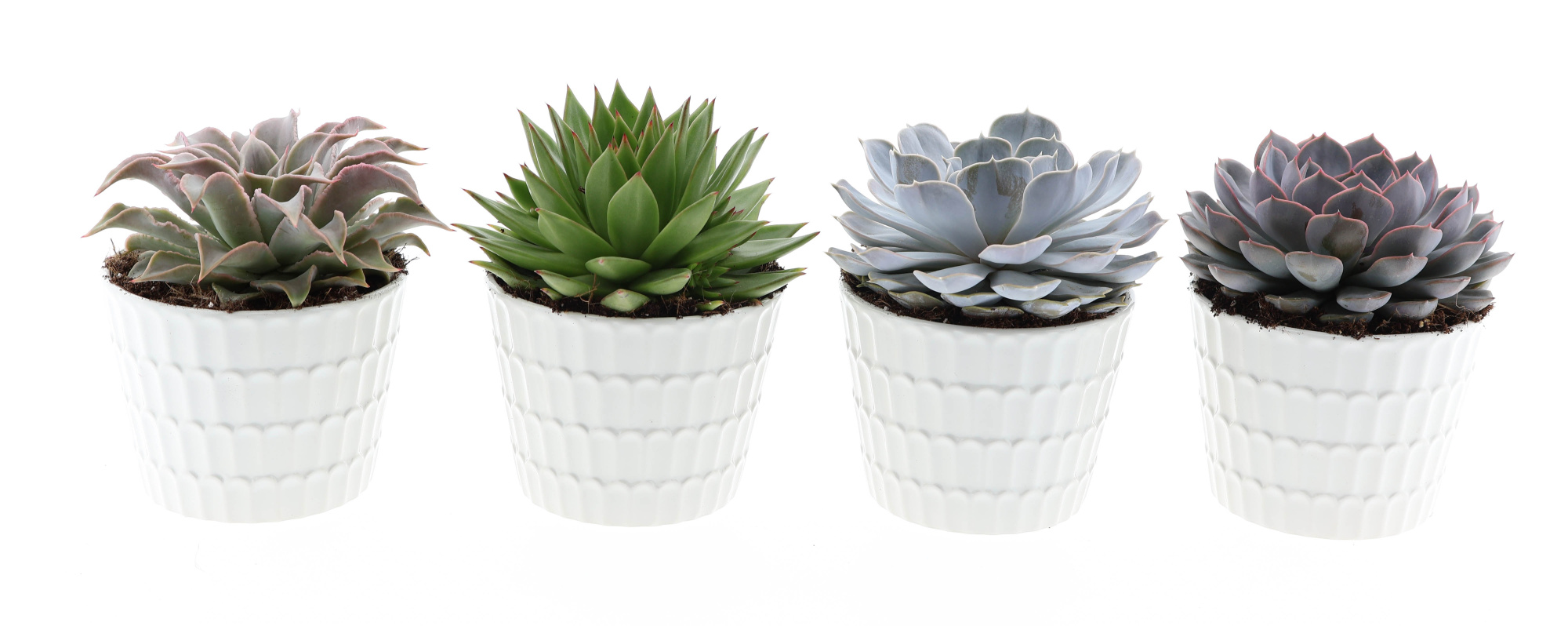Design pot echeveria mix, D 15