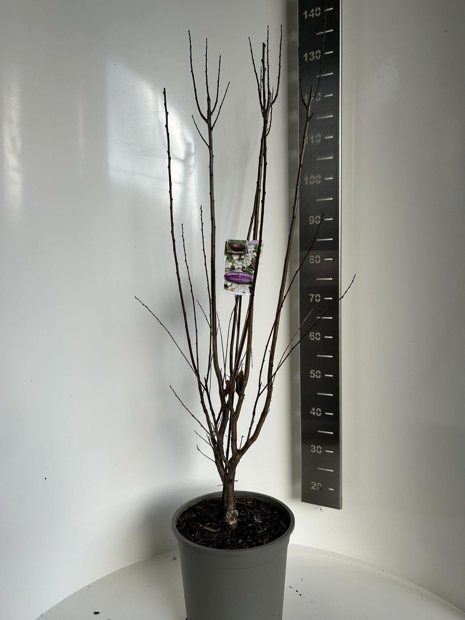 Prunus cerasifera 'Crimson Pointe', D 29