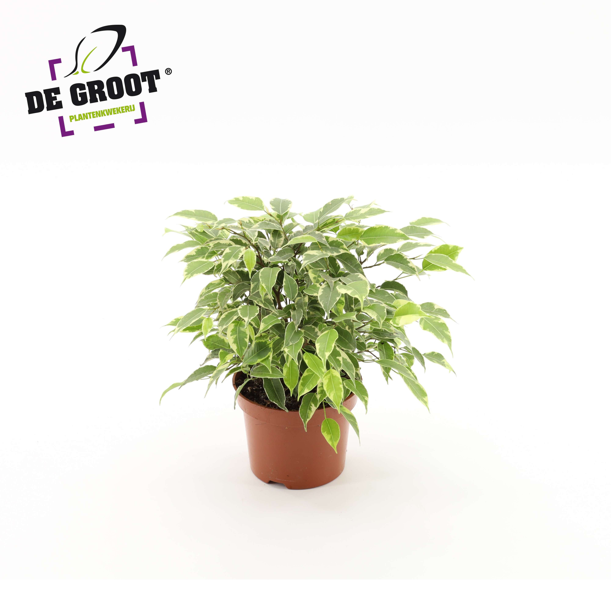 Ficus benjamina Kinky, D 12