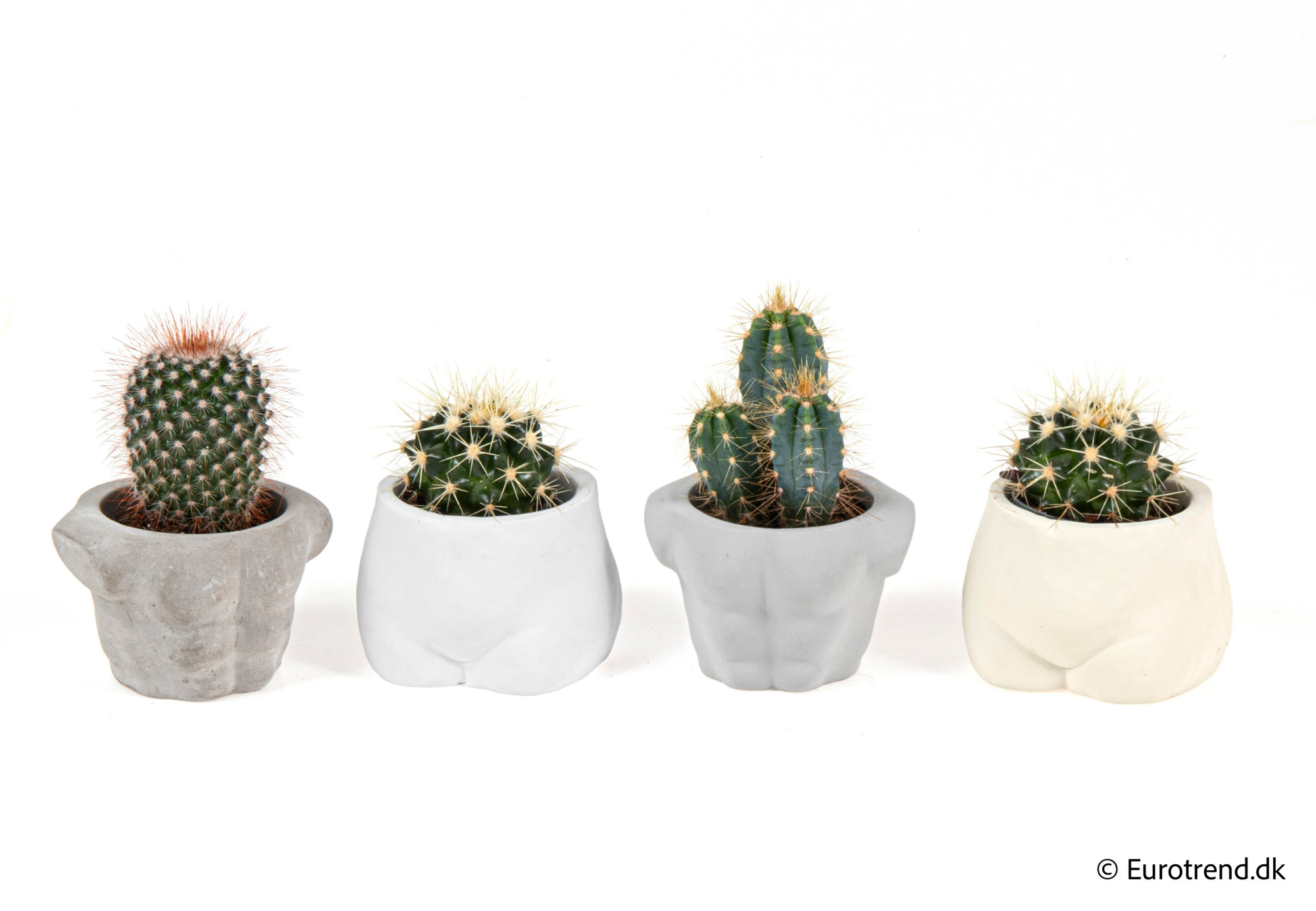 Cactus mix in New Look ceramic 2026, D 6