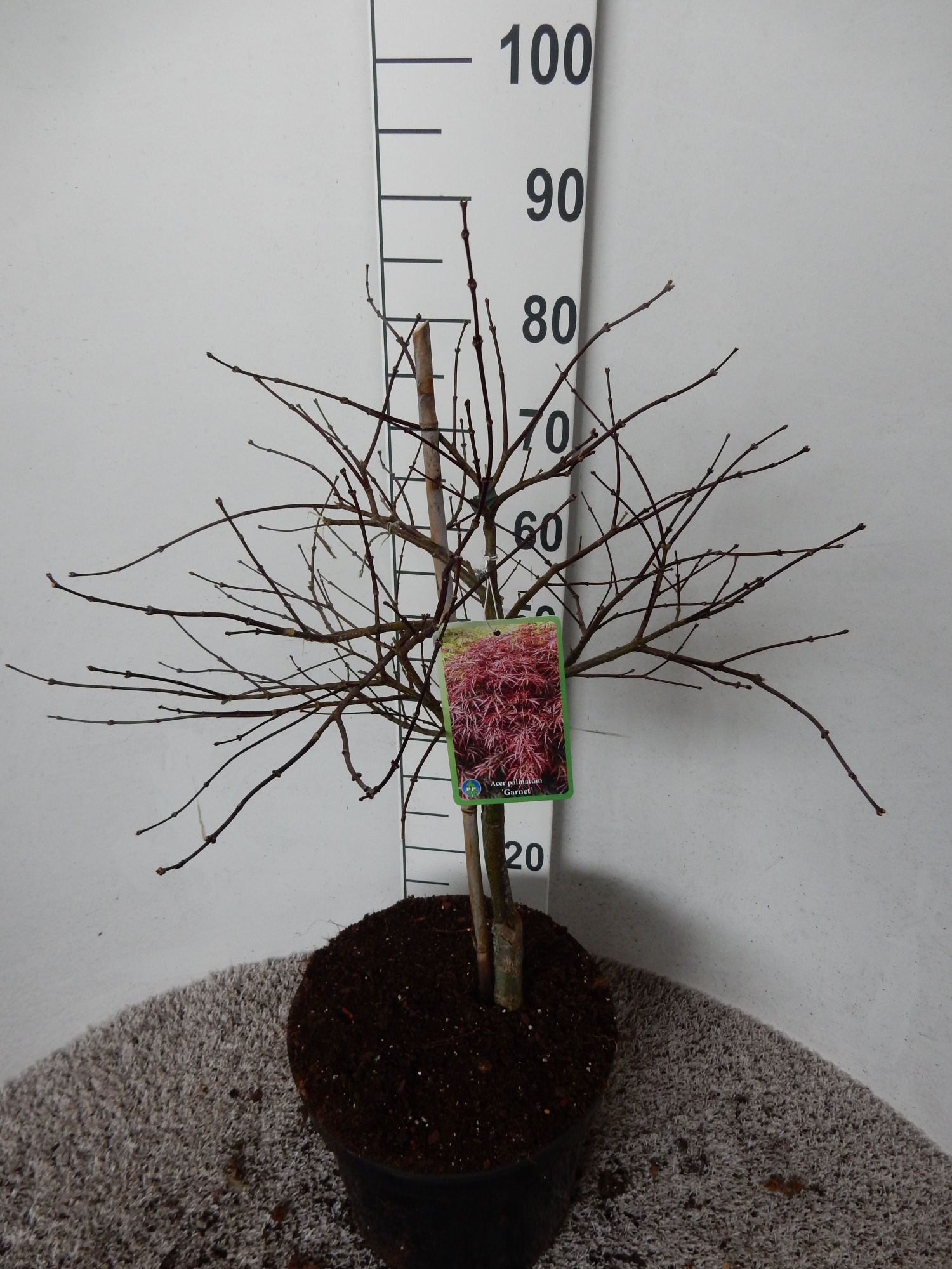 Acer palm. Garnet 50-60 P28, D 28