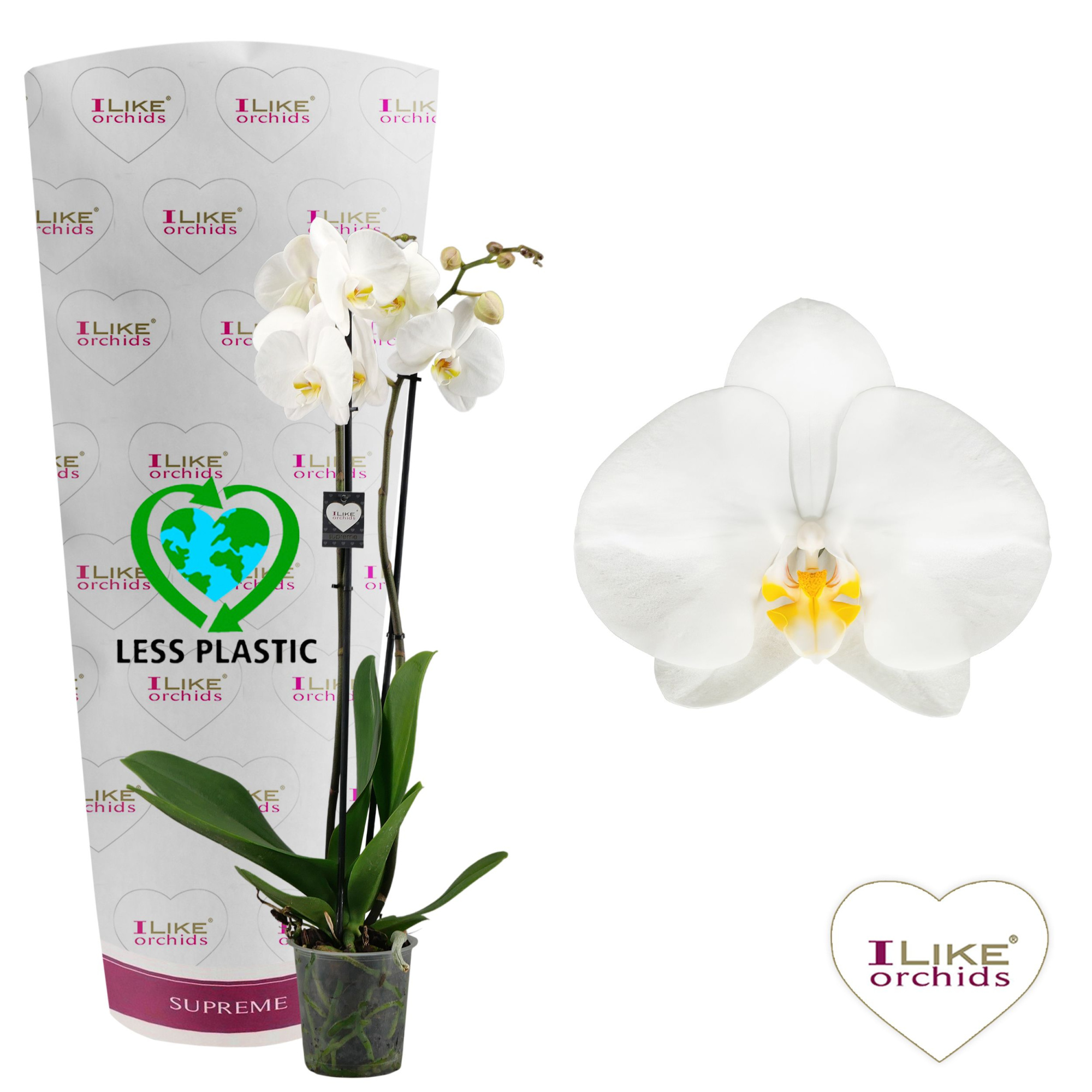 Phalaenopsis Oxford - 2 tak 70cm (Less Plastic), D 12