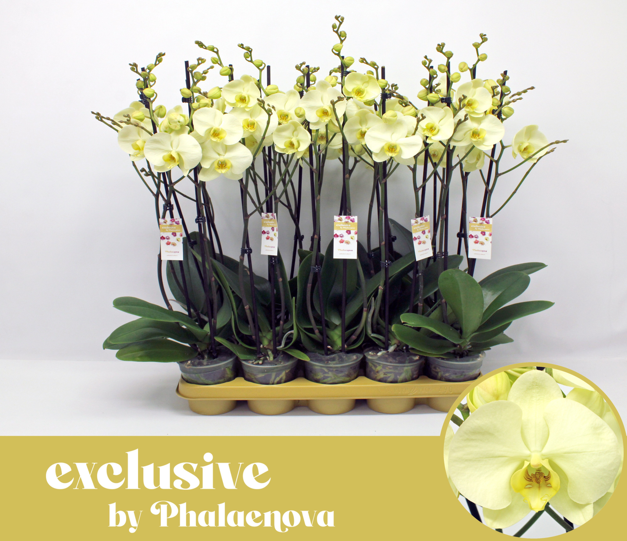 Green touch 2-tak 60cm (RIJP), D 12