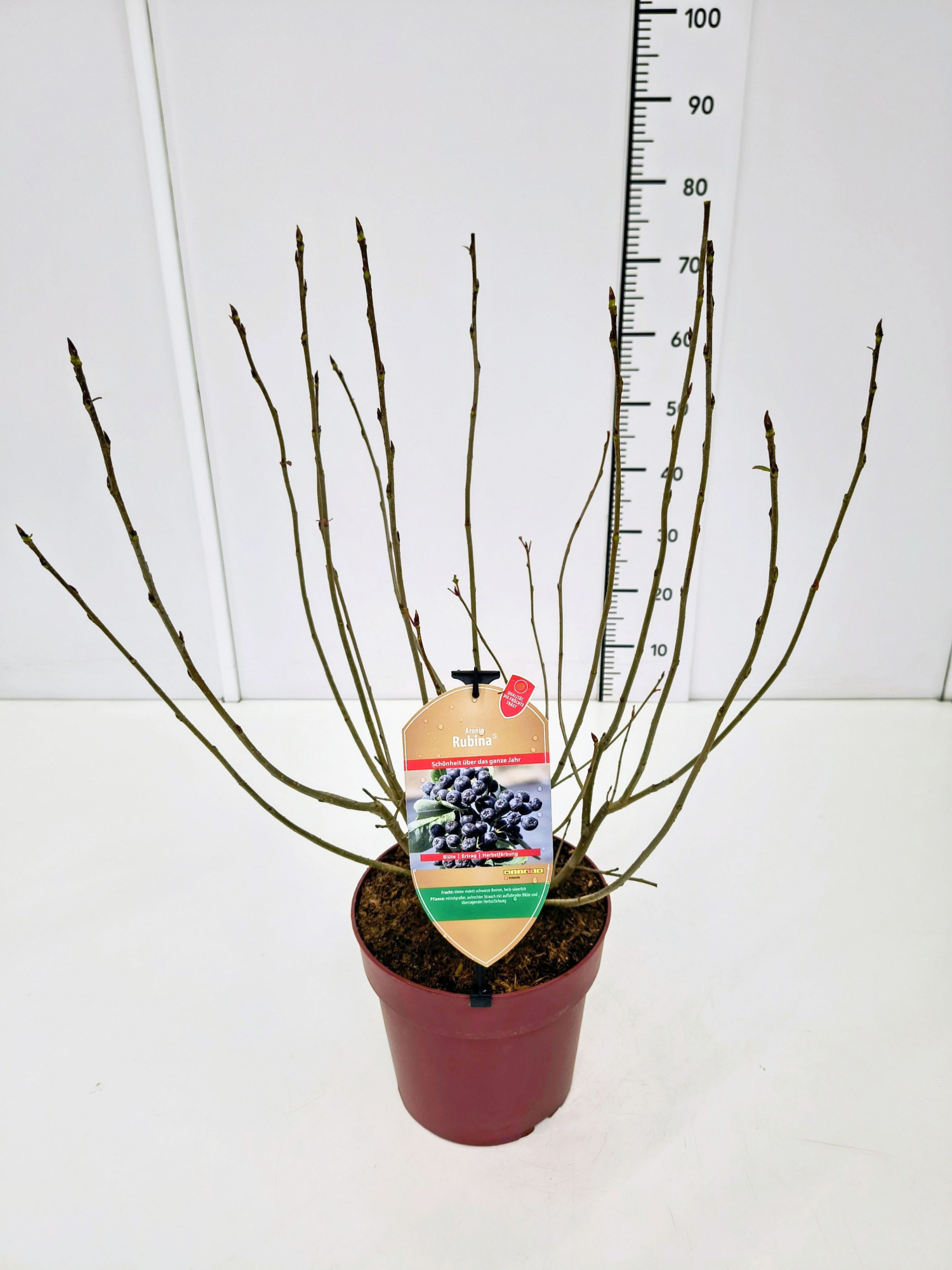 Aronia mel. 'Rubina' 50-60C6, D 24