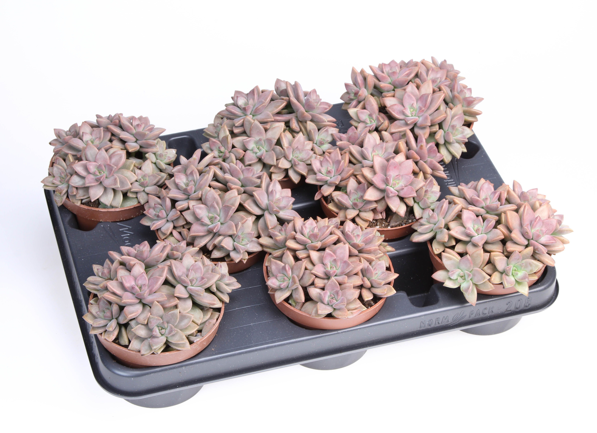 Echeveria Bordeaux Hard, D 10,5