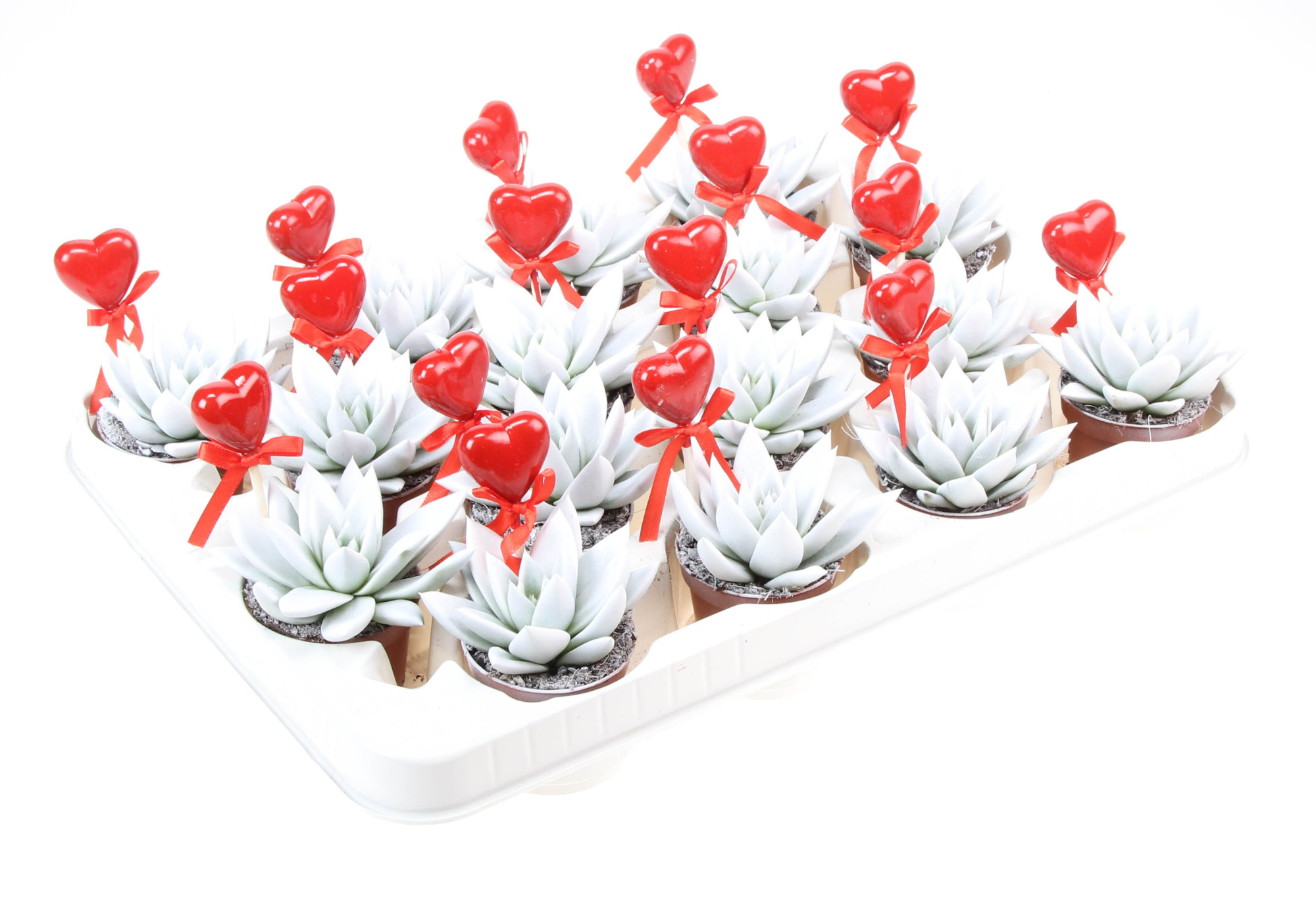 Miranda wit + hartje, D 6