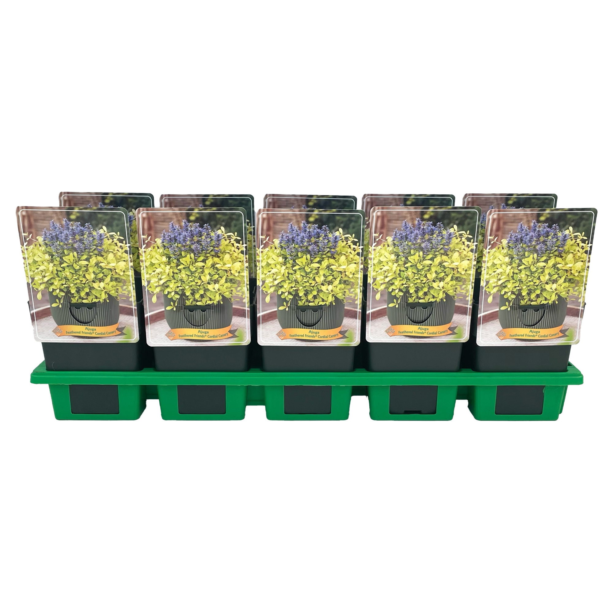 Ajuga reptans Feathered Friends™ Cordial Canary P11, D 11