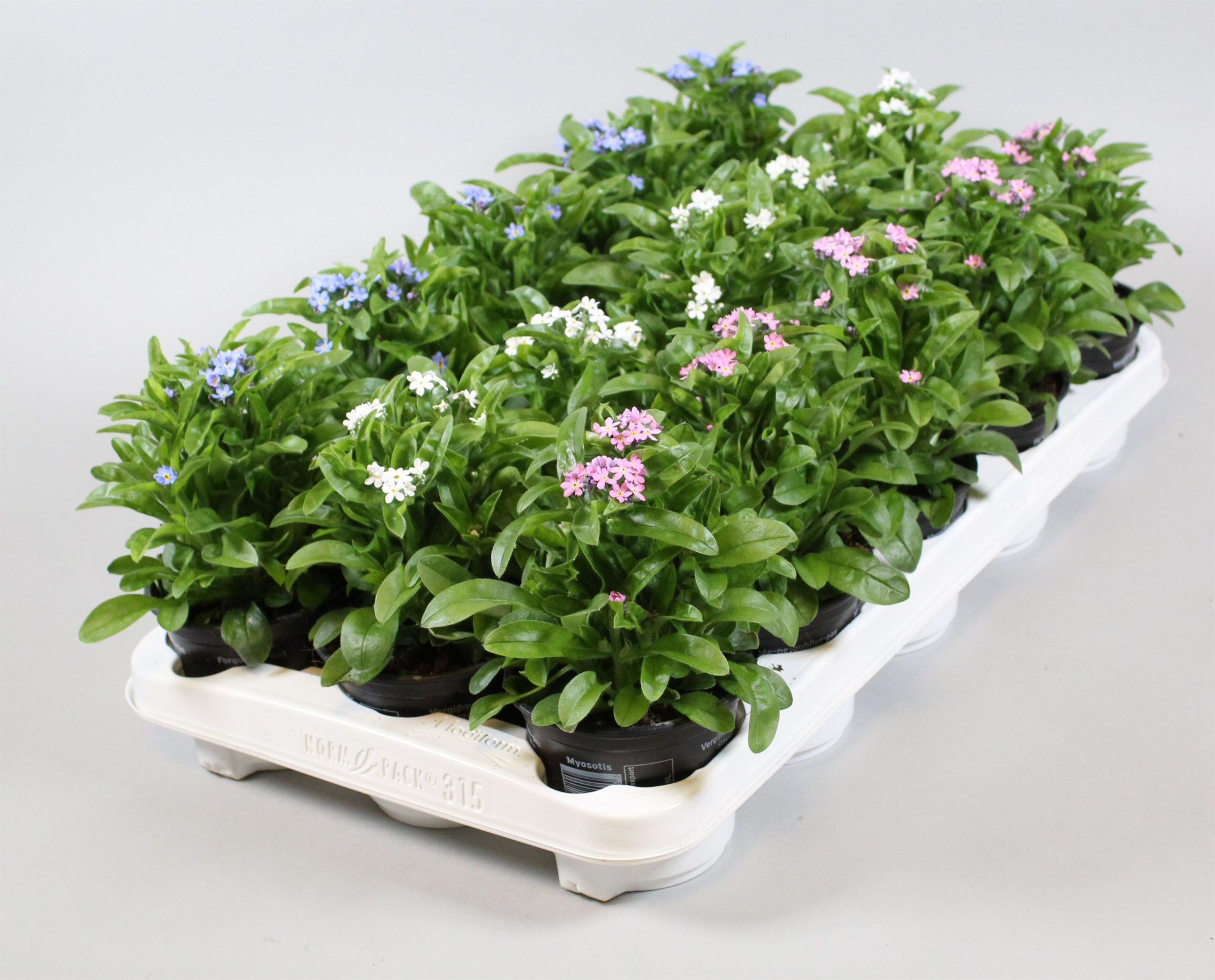 Myosotis Mon Amie Gem, D 10,5