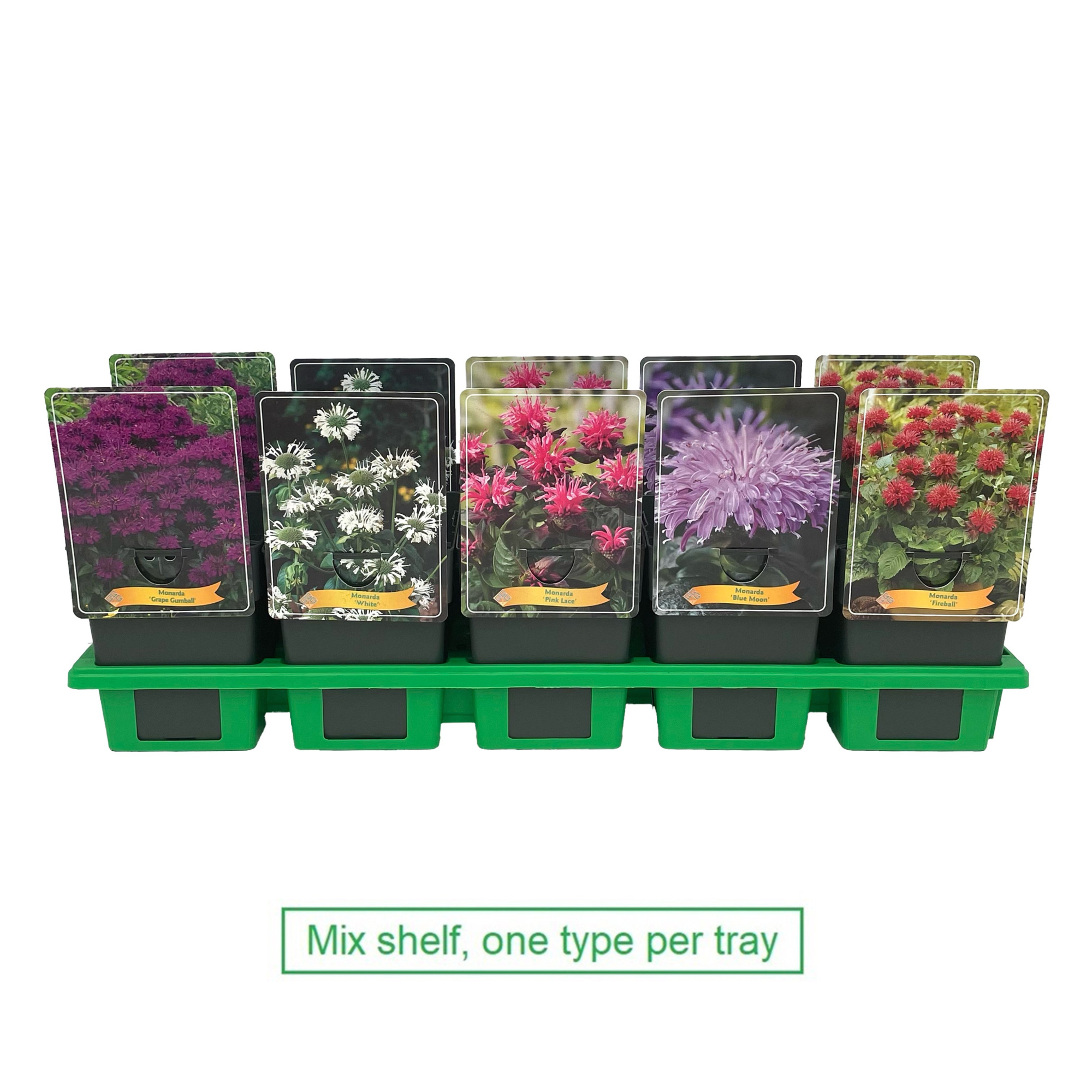 Monarda mix laag P11, D 11