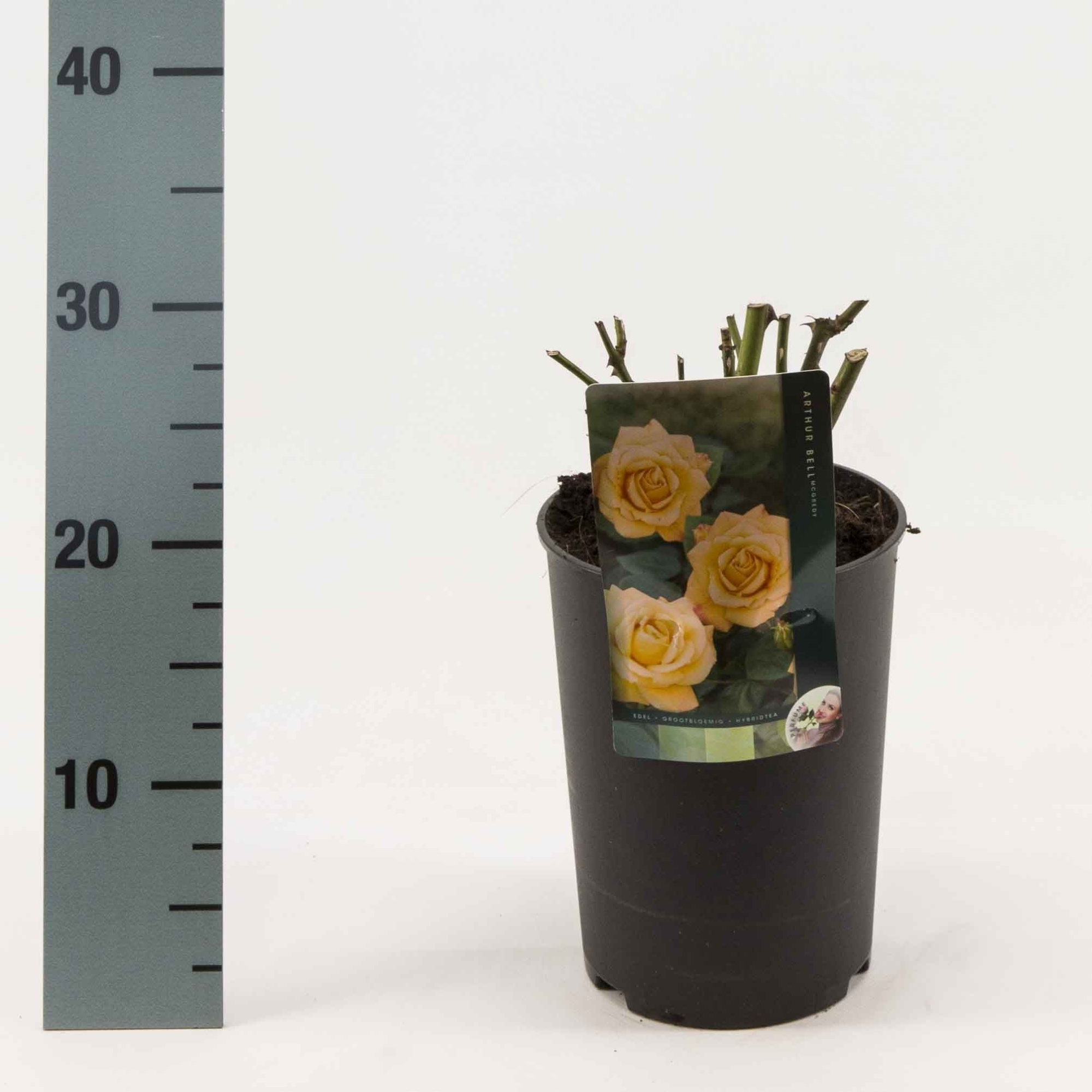 Rosa Tros en grootbloemige struikrozen sortiment, D 17