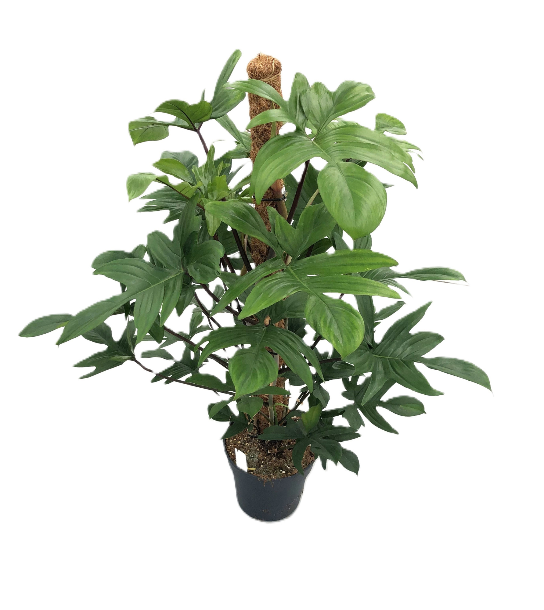 Philodendron pedatum, D 21