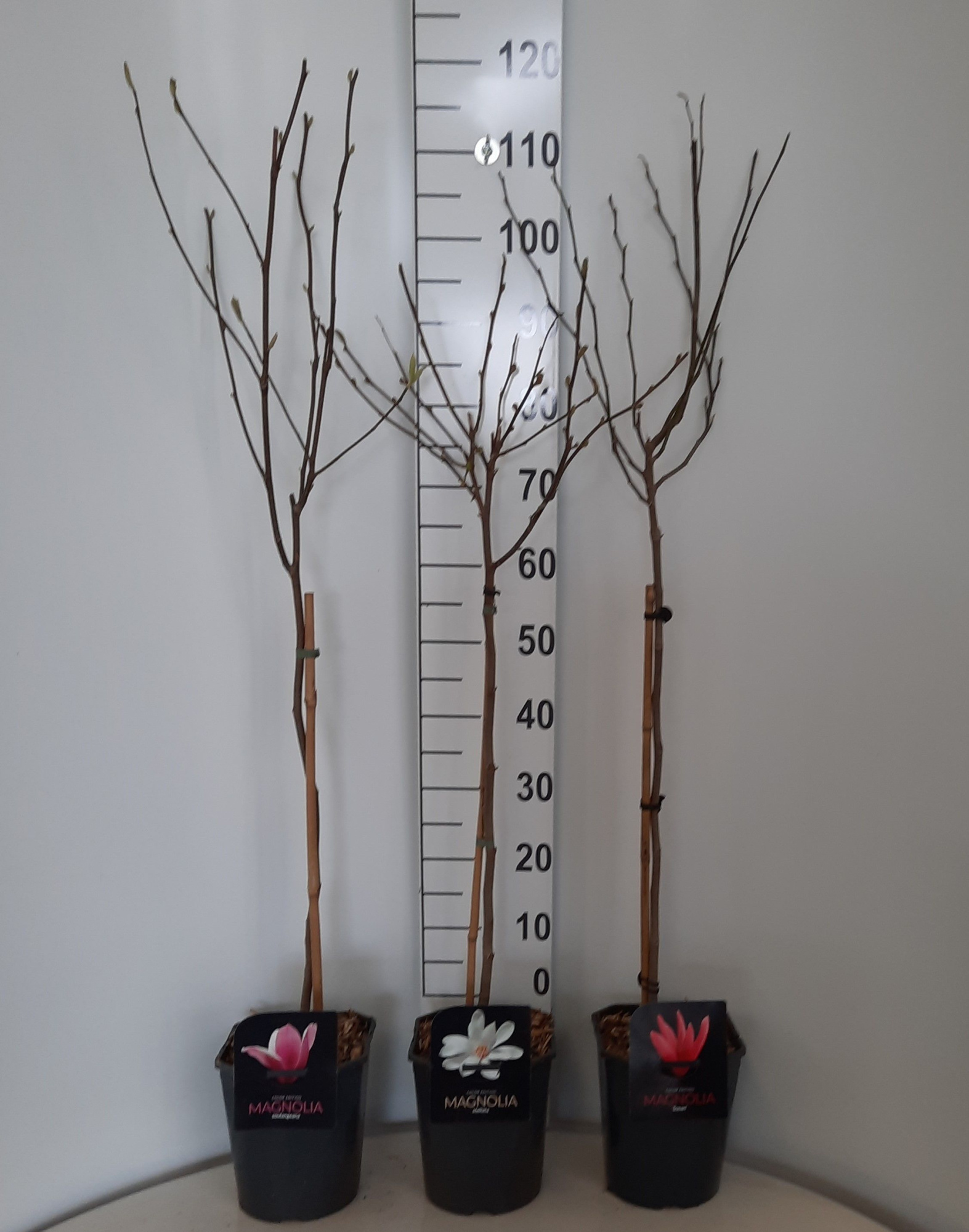 Magnolia Hybriden in soorten op stam, D 21