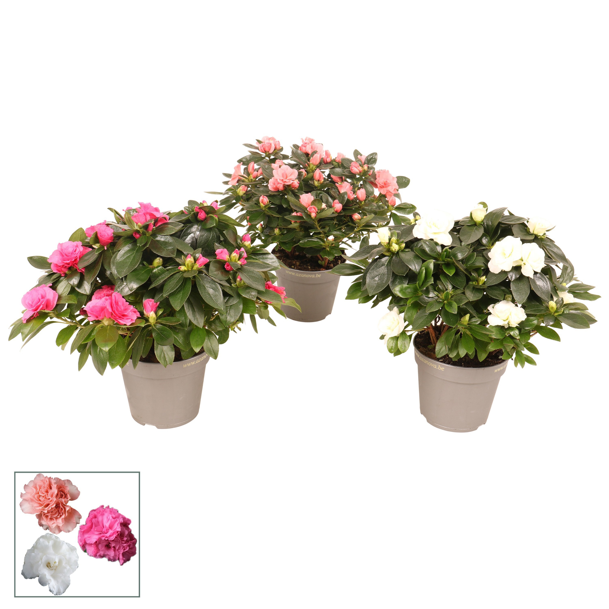 Azalea Flandresse® Premium Aiko 'gemengd' 22 - 25 cm, D 12