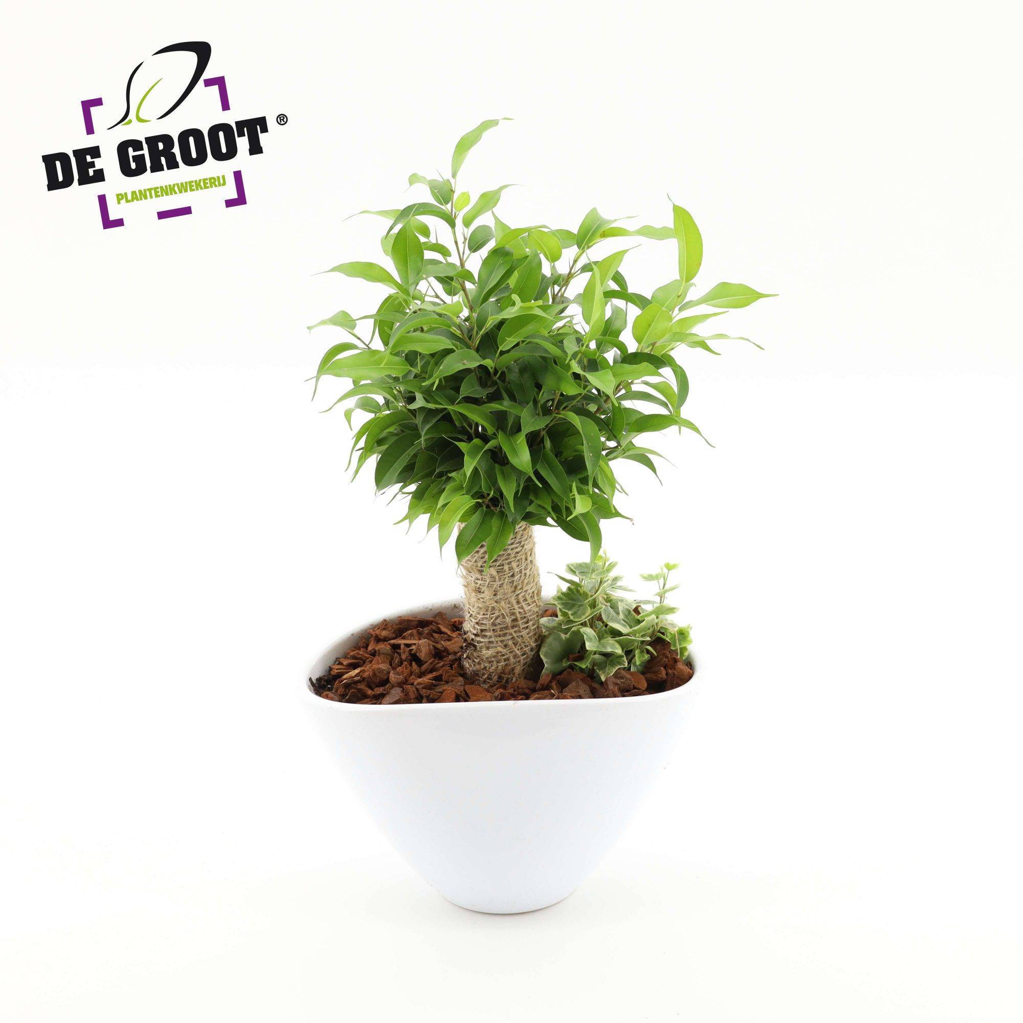 Arrangement Jute stam in enveloppot, D 18