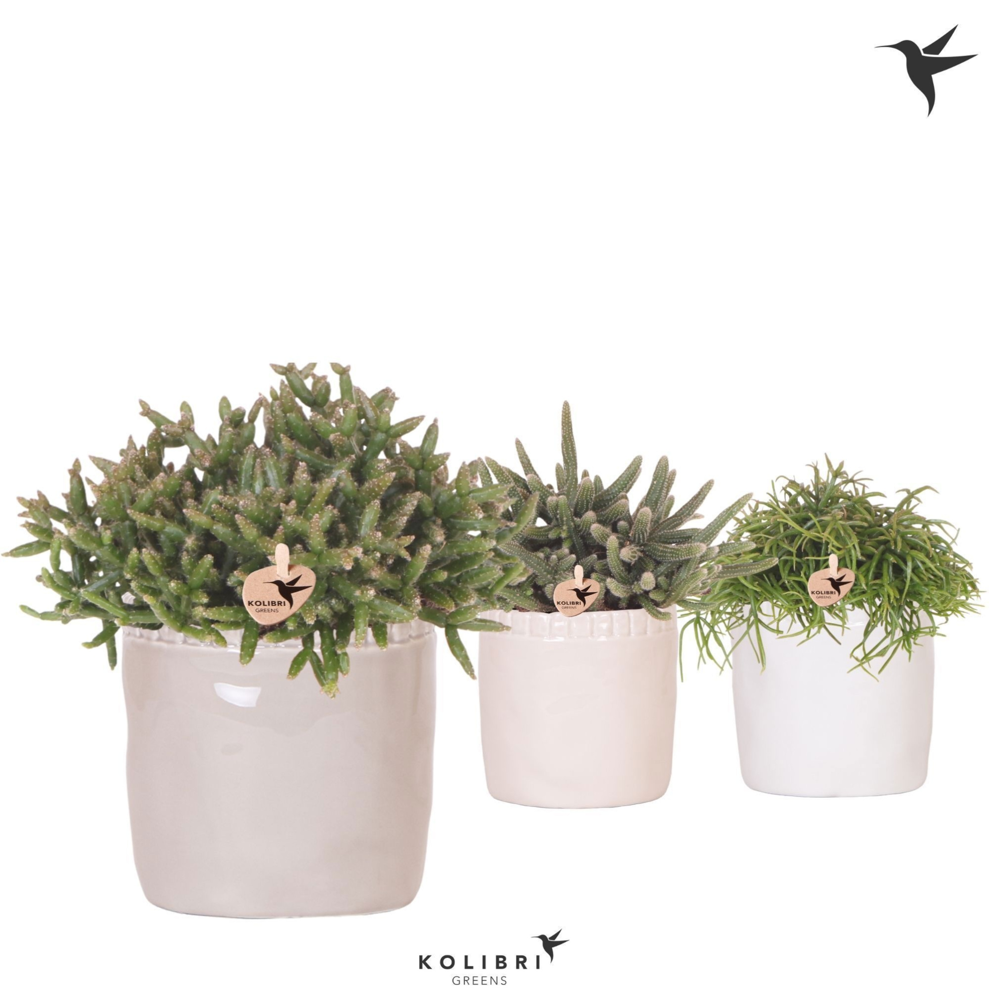 Kolibri Greens Rhipsalis mix in Stones pot mix, D 12