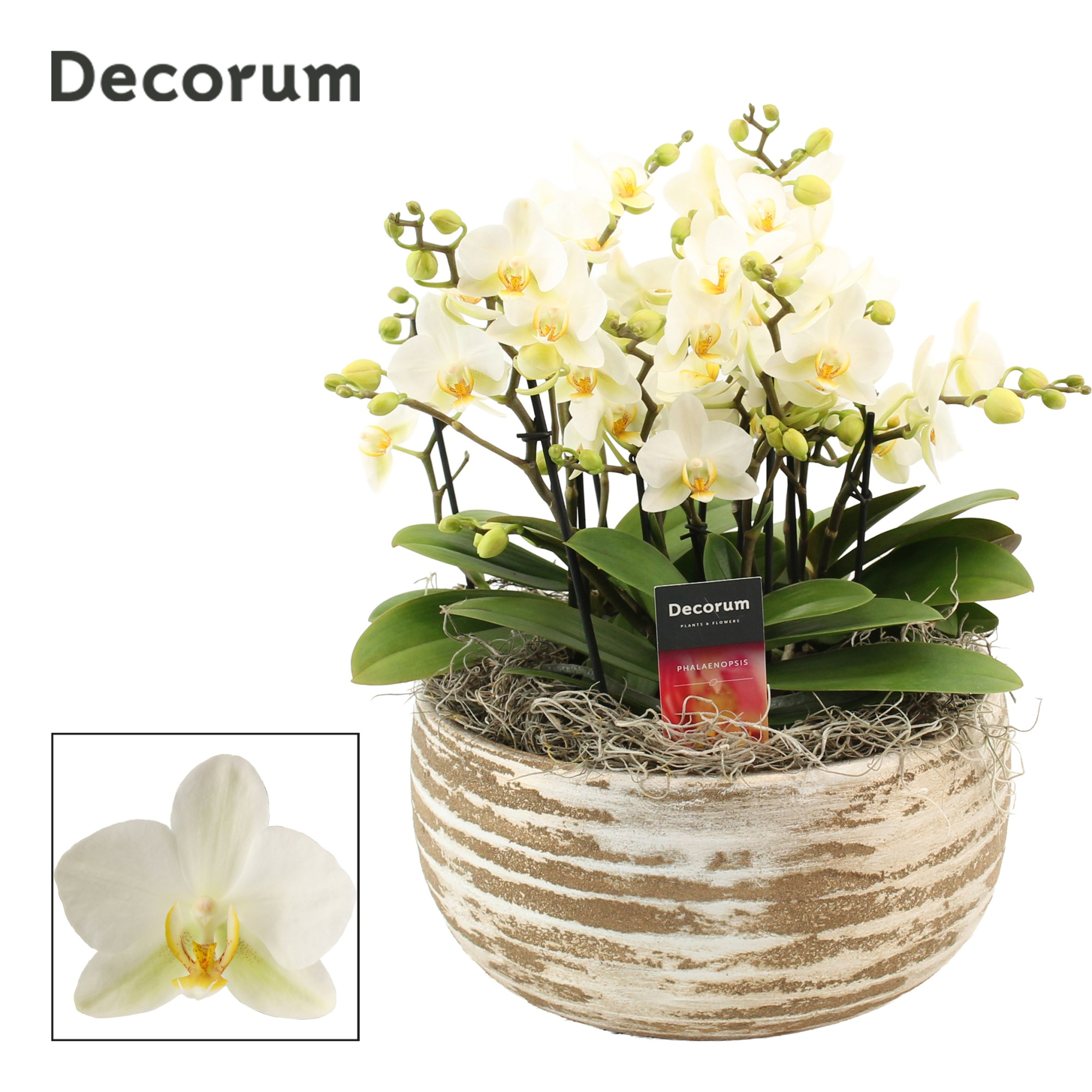 Luna dazzling 9+ tak symphony Lausanne (Deco-collection), D 27