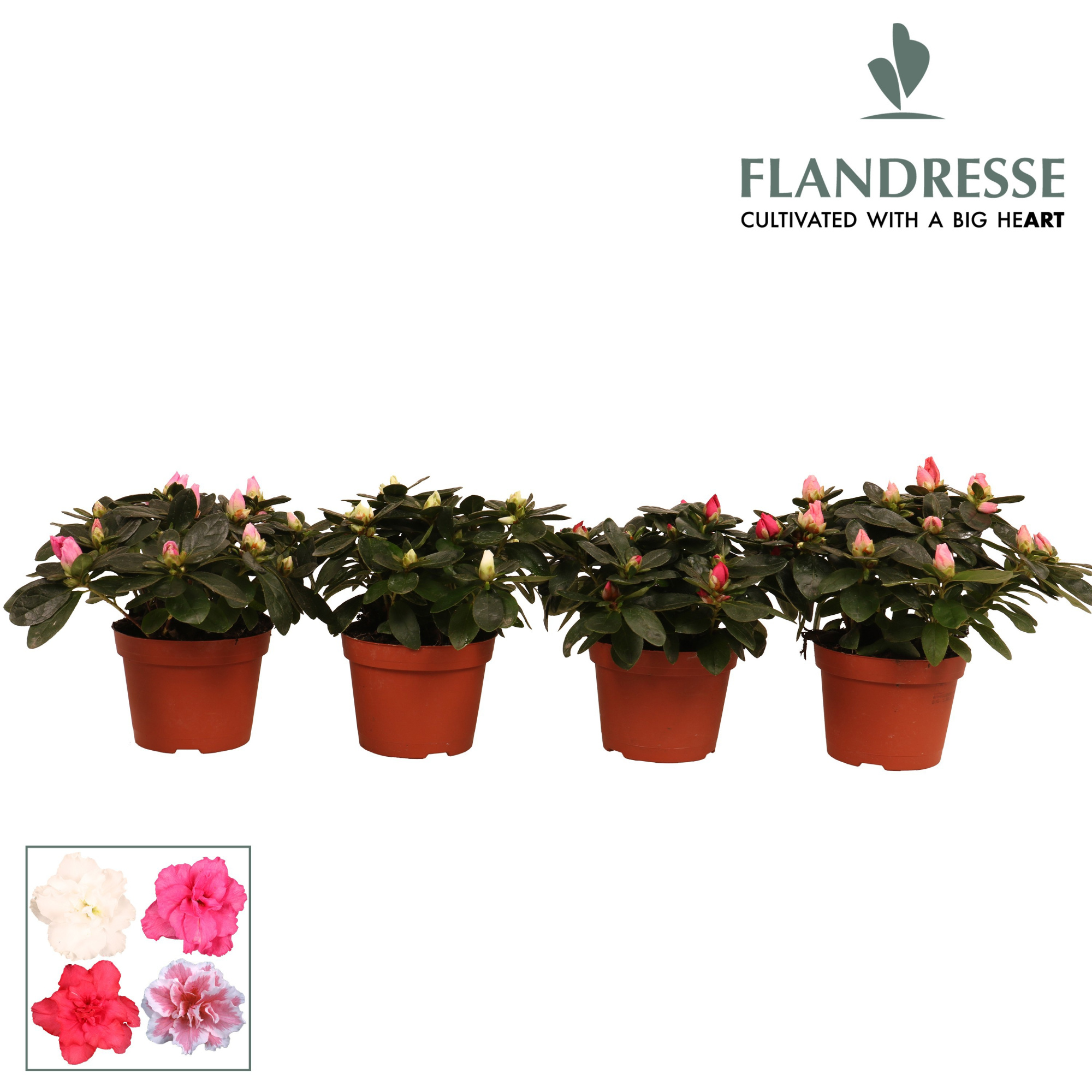 Azalea Flandresse® 'gemengd' 17+ cm, D 10,5