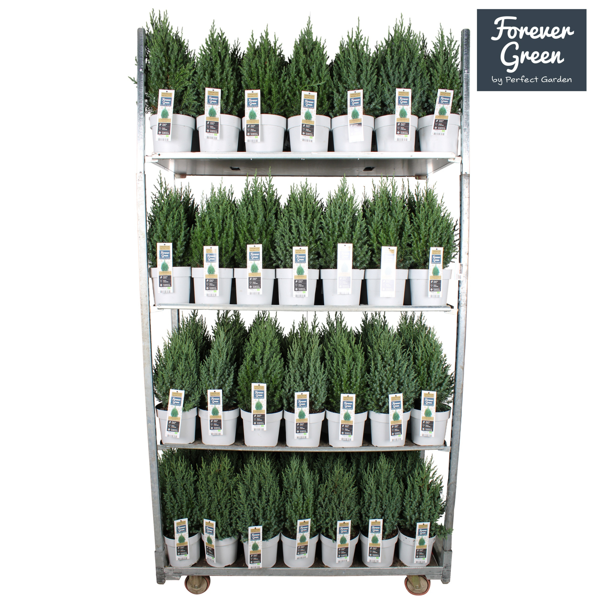 Juniperus chinensis 'Stricta' P19 - Bio, D 19