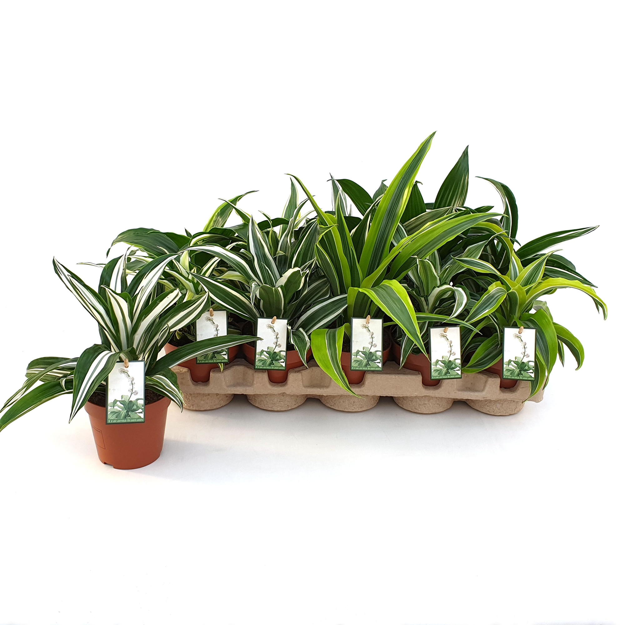 Dracaena Dragonmix max. 10 soorten in EcoExpert tray, D 12