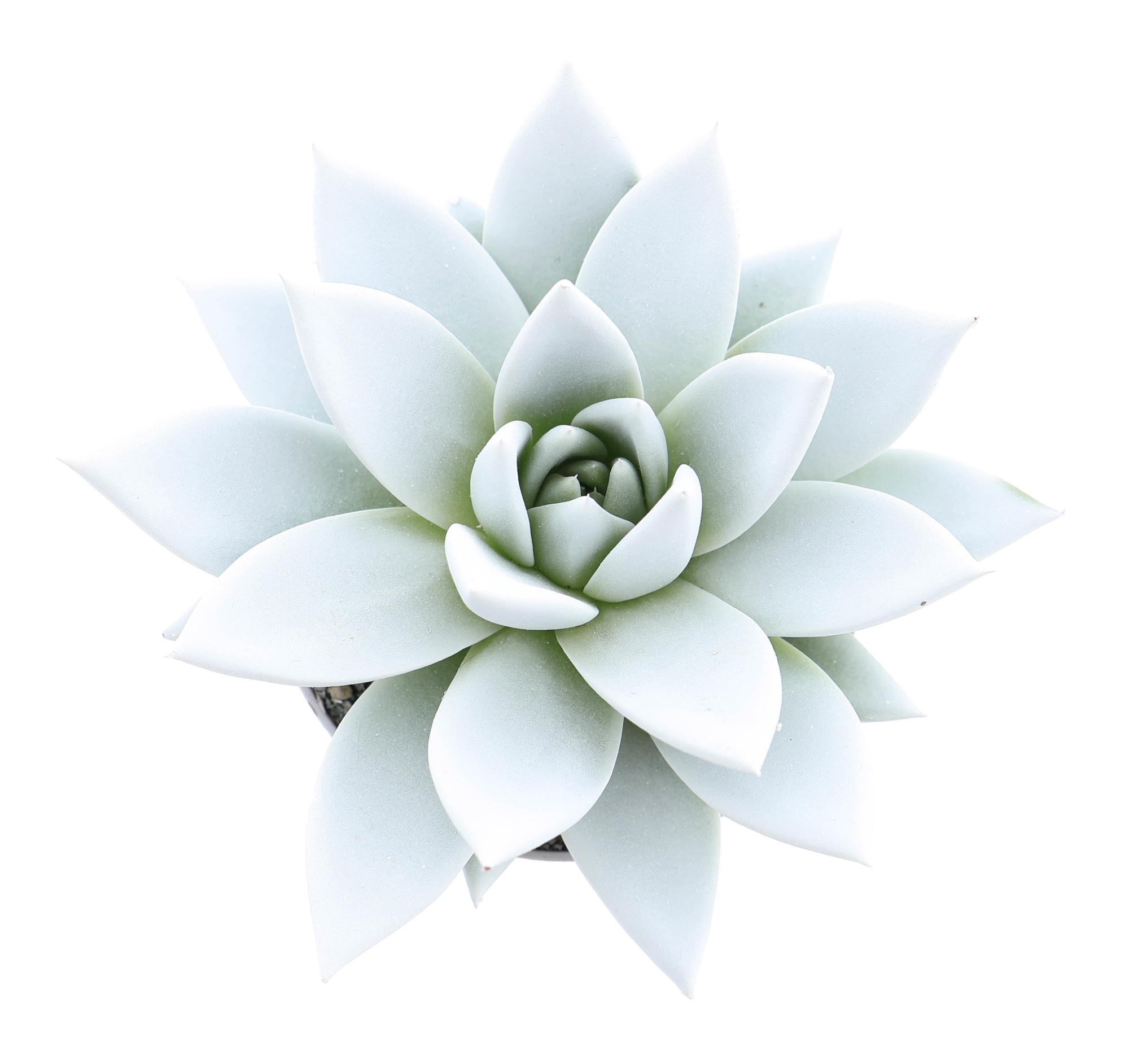 Rainbow white, D 8,5