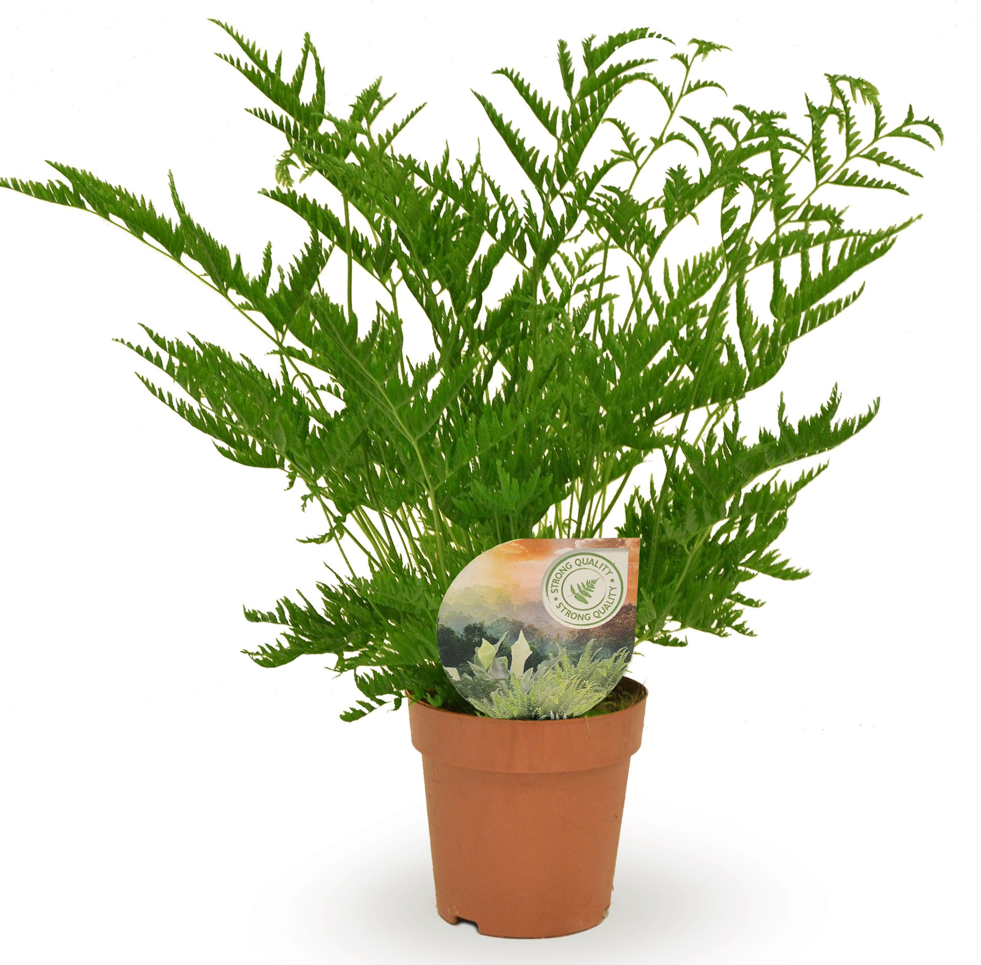 Pteris straminea, D 12