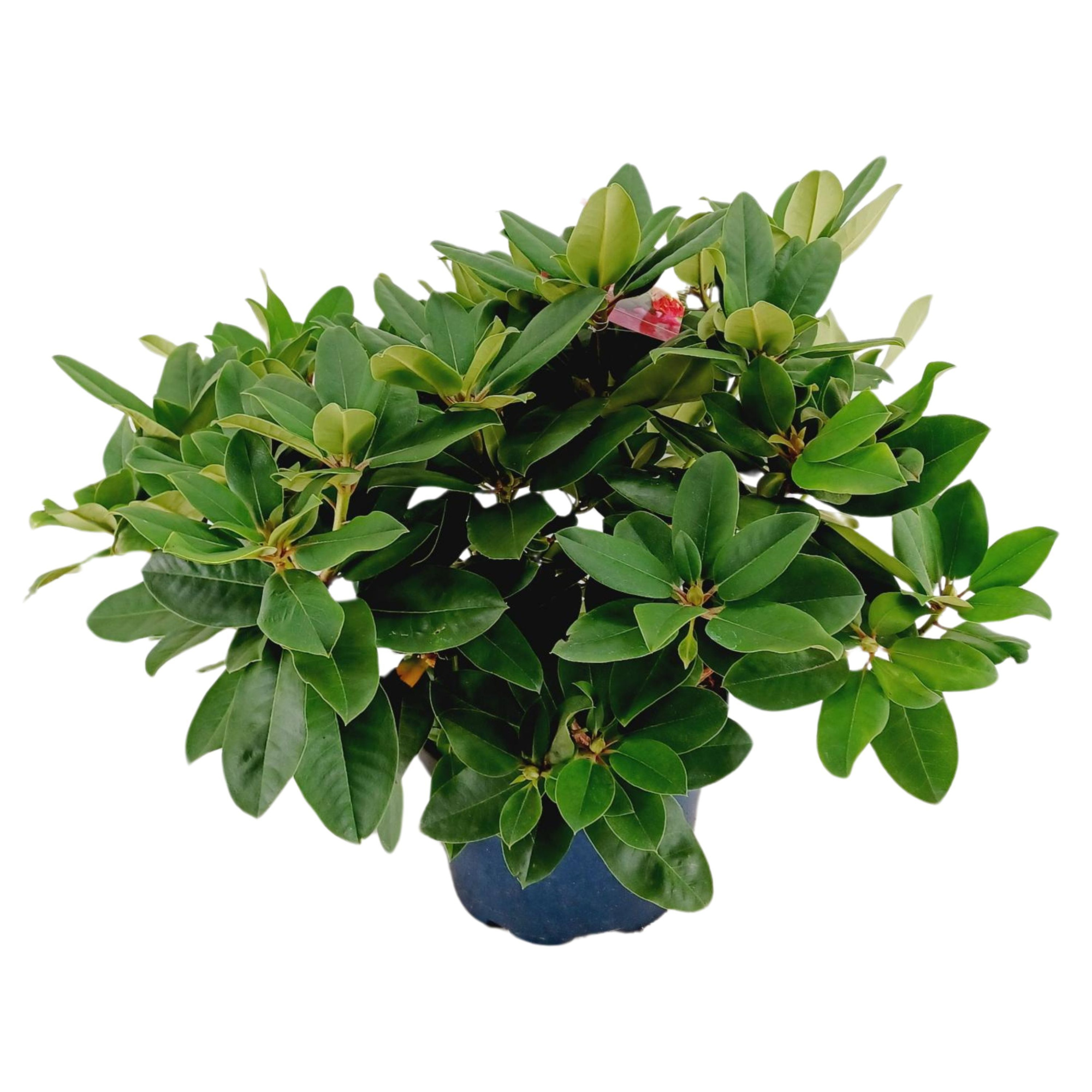Rhododendron 70-80 /15 liter 'Germania', D 34