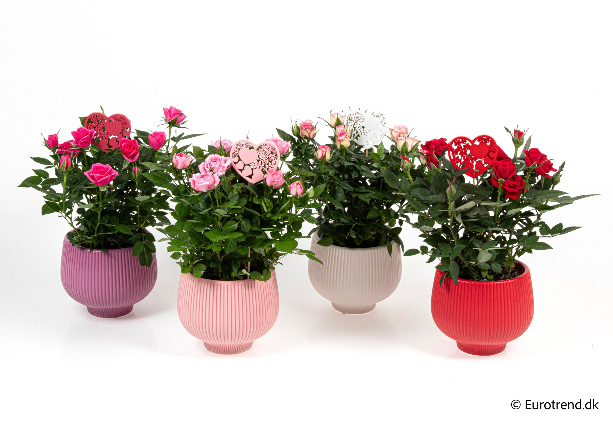 Roses in Valentine ceramic 2026, D 10,5