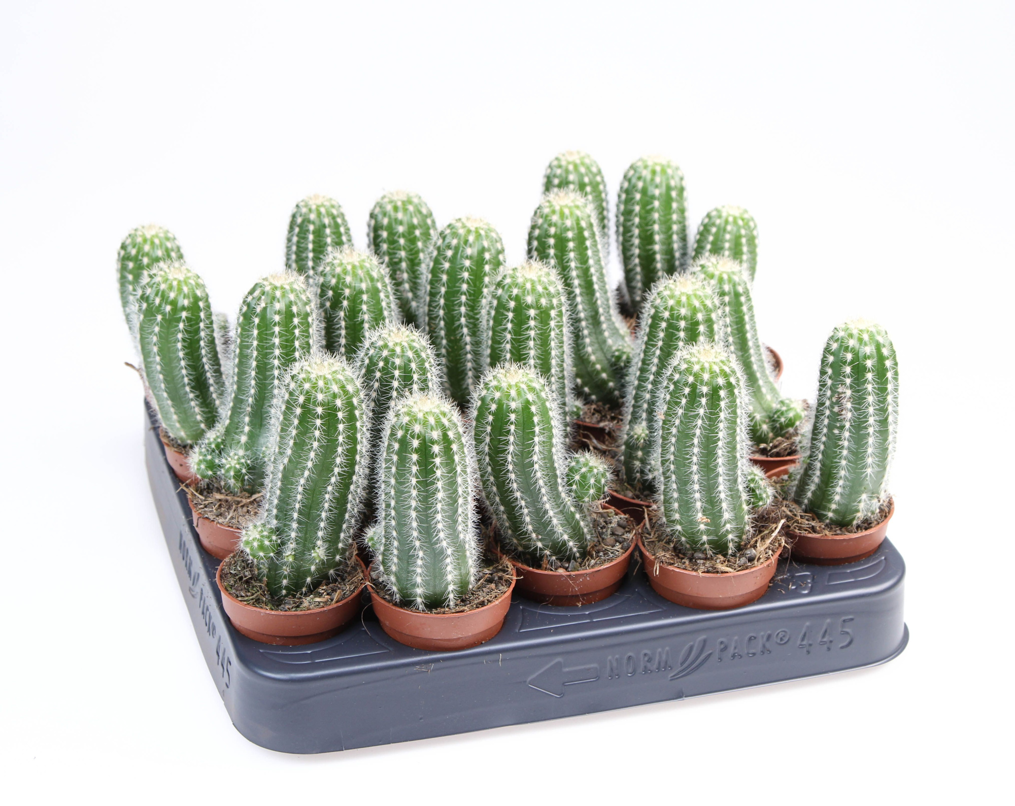 Trichocereus Schickendantzii Profilerum, D 5,5