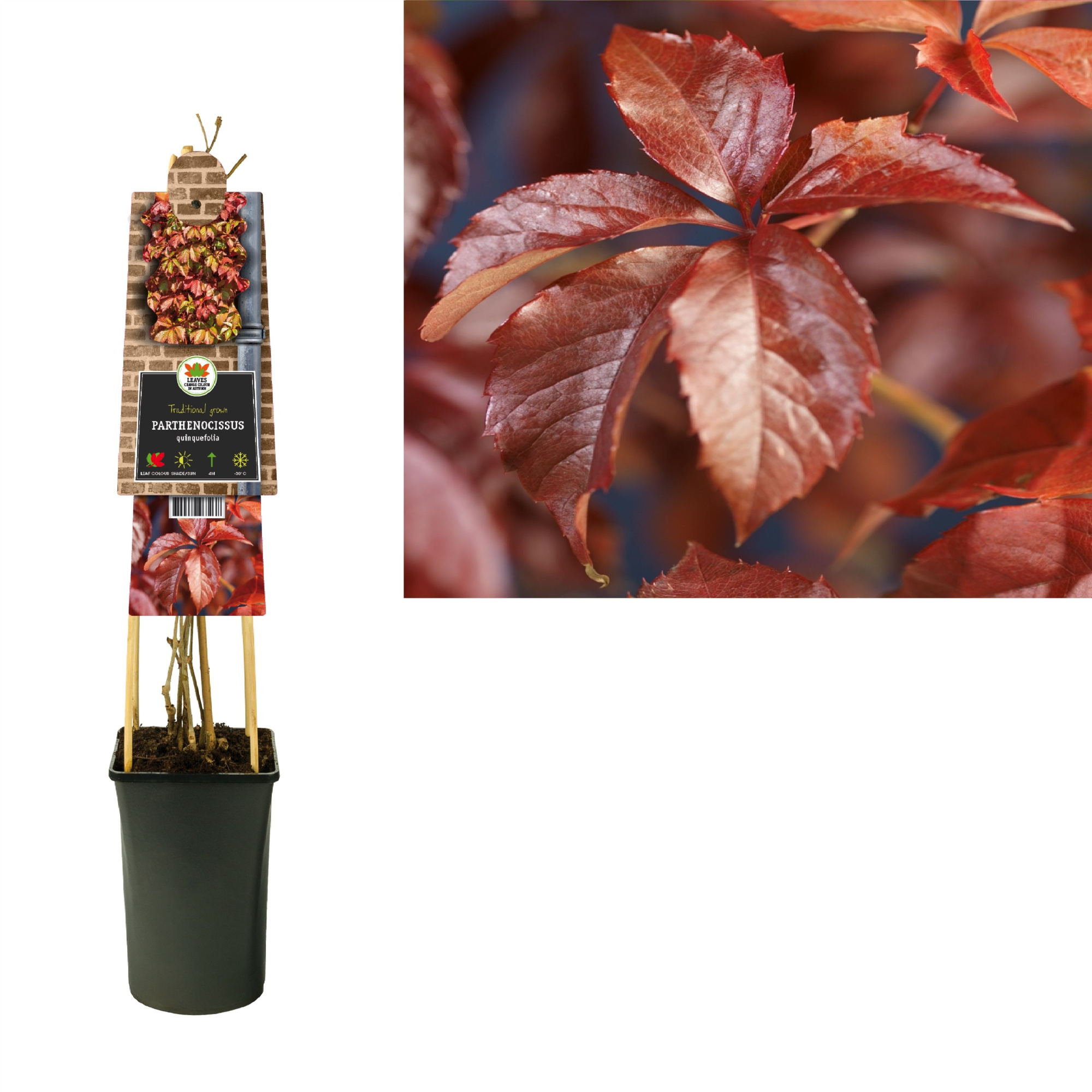 Parthenocissus quinquefolia +3.0 label, D 17